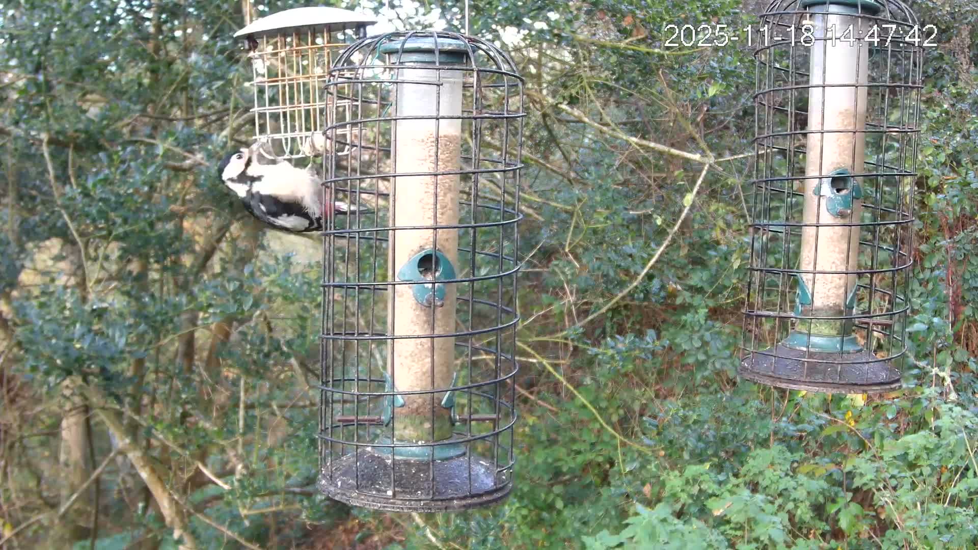 Three bird feeders, one containing a fat ball and two filled with seeds, hang suspended amidst lush green foliage on a bright outdoor day.