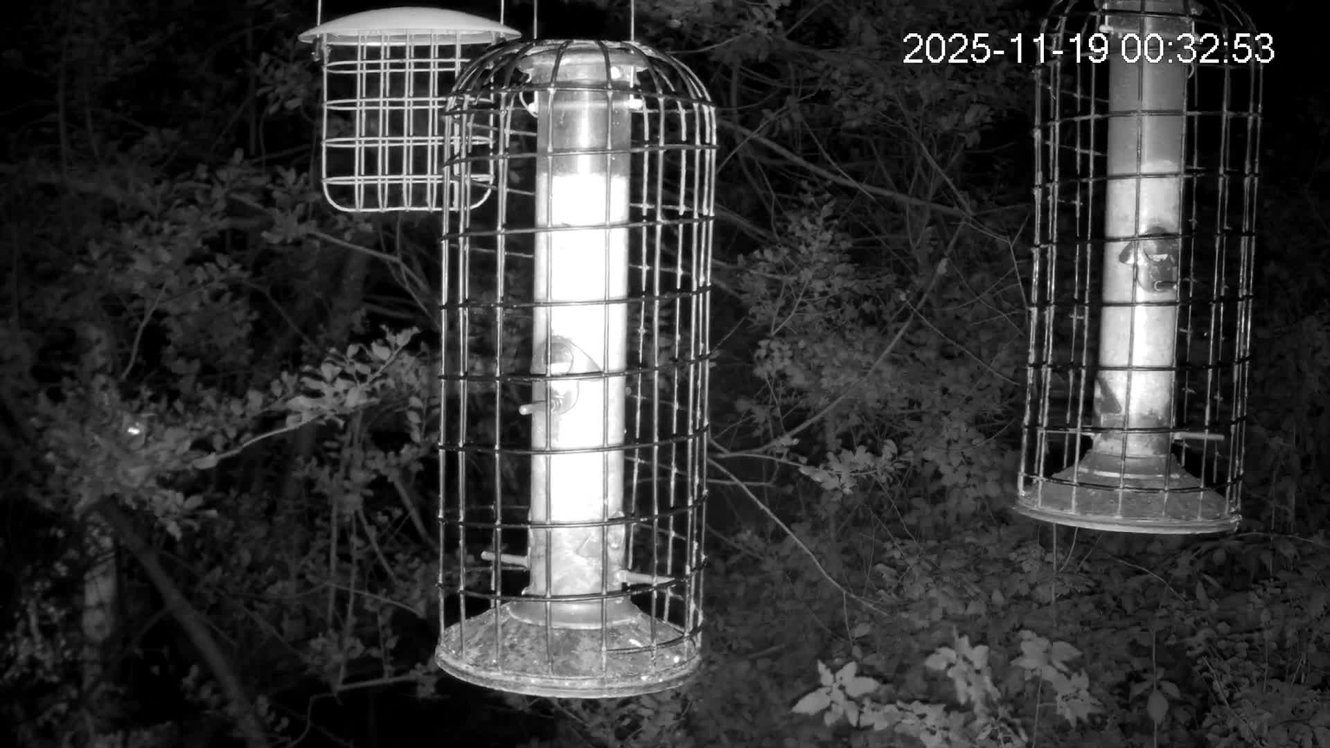 Cornwall, Bird Watching Bird Feeder Live Cam -  Helston, Cornwall, South West, England, United Kingdom
