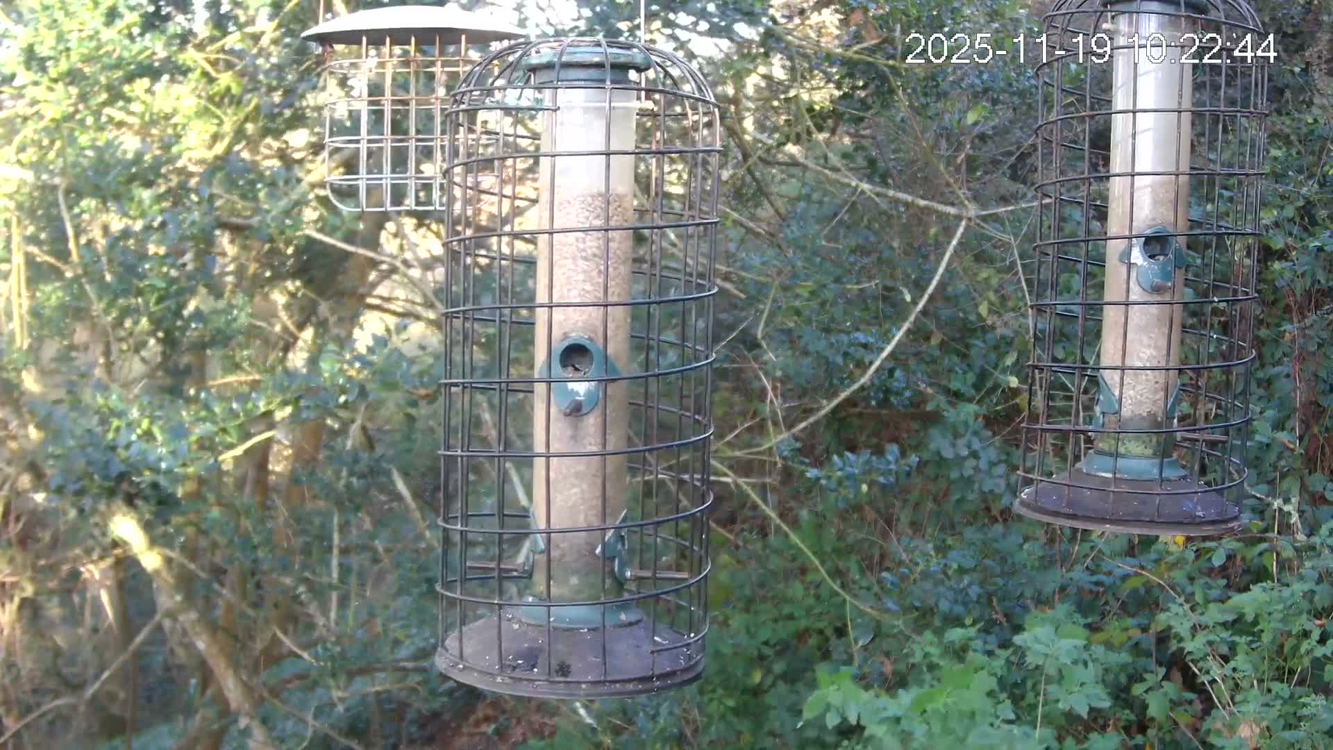Cornwall, Bird Watching Bird Feeder Live Cam -  Helston, Cornwall, South West, England, United Kingdom