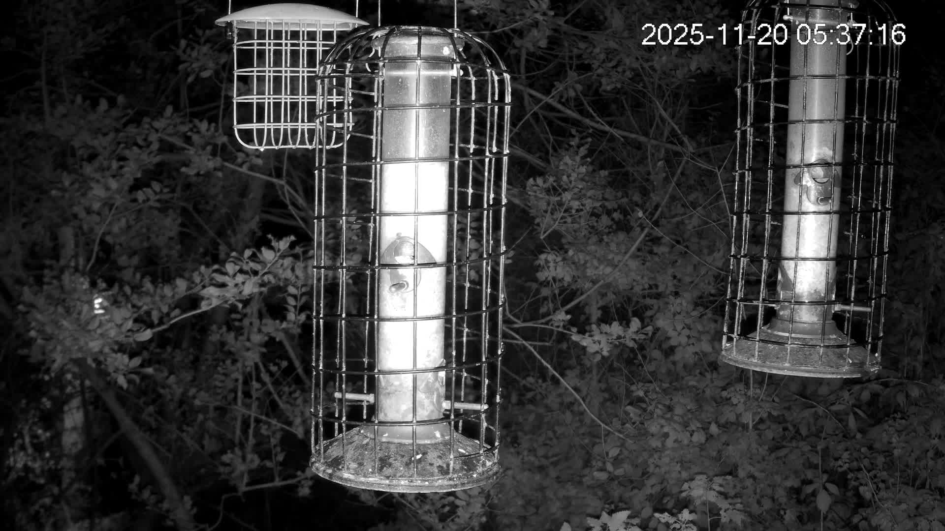 Cornwall, Bird Watching Bird Feeder Live Cam -  Helston, Cornwall, South West, England, United Kingdom