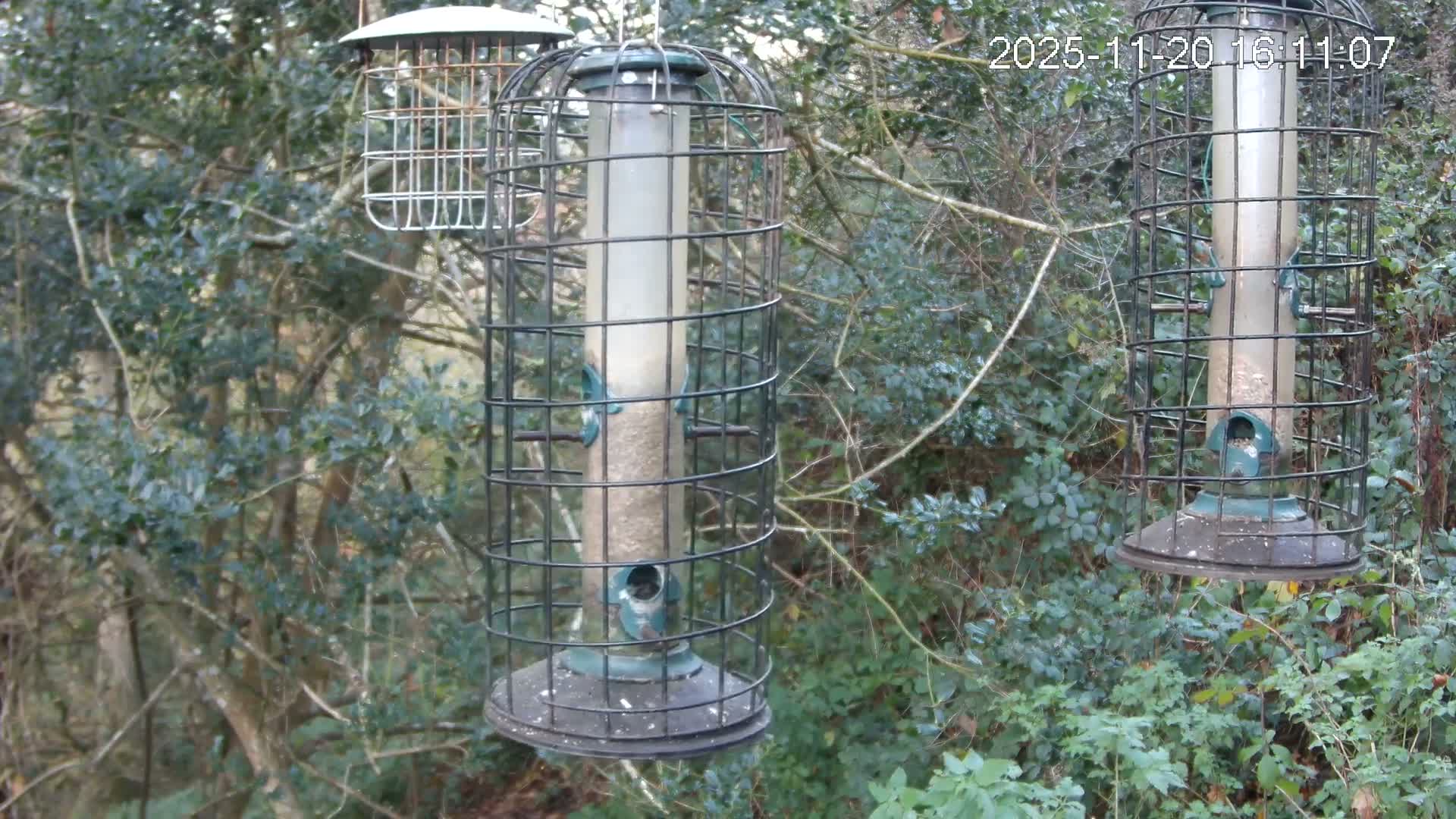 Cornwall, Bird Watching Bird Feeder Live Cam -  Helston, Cornwall, South West, England, United Kingdom
