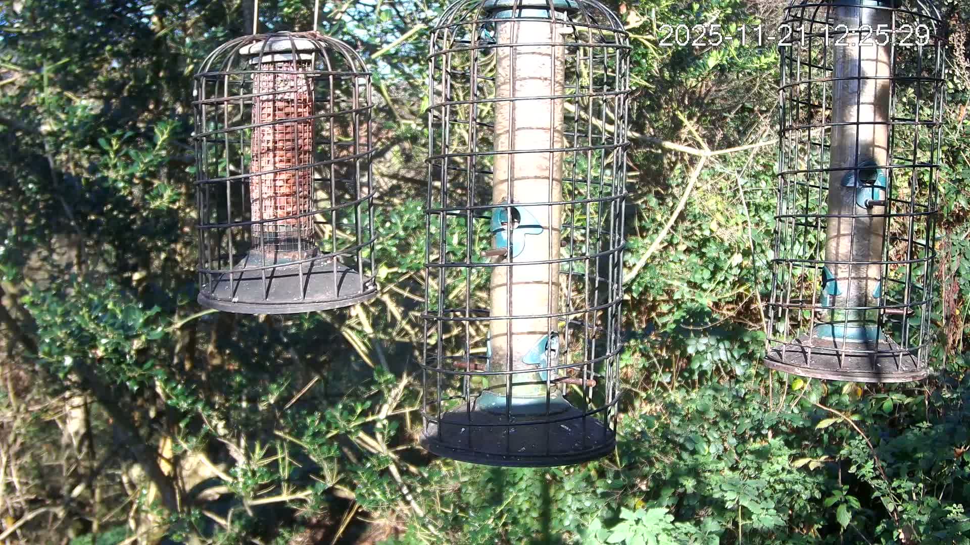Cornwall, Bird Watching Bird Feeder Live Cam -  Helston, Cornwall, South West, England, United Kingdom