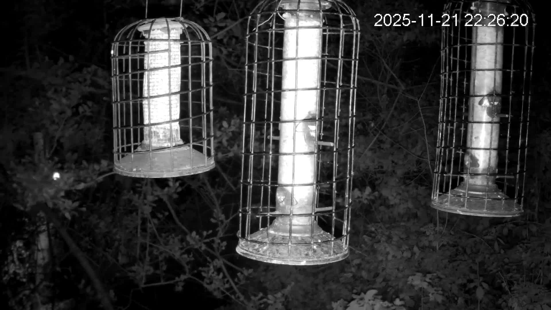 Cornwall, Bird Watching Bird Feeder Live Cam -  Helston, Cornwall, South West, England, United Kingdom