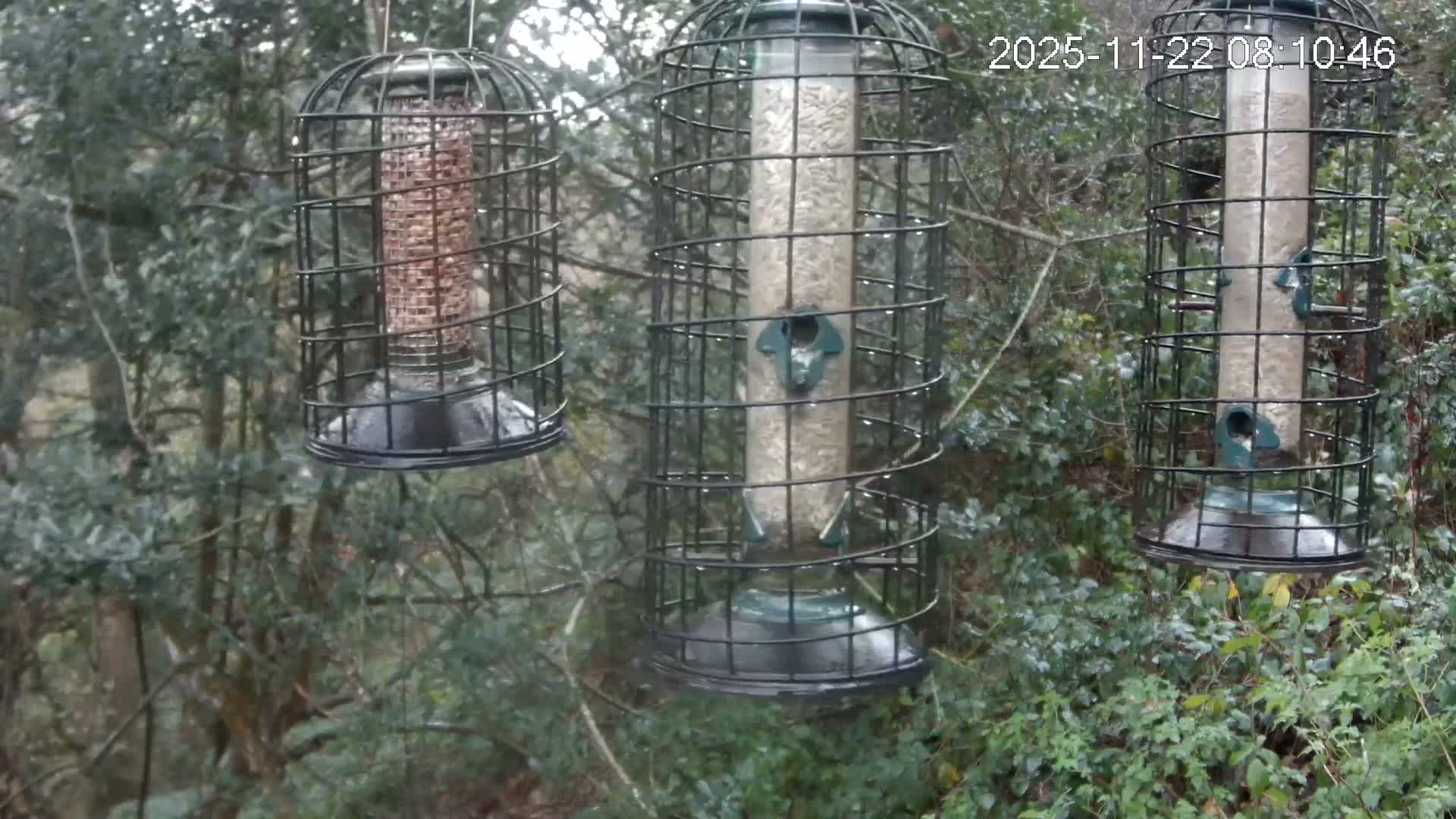 Three cage-protected tube bird feeders, one filled with a reddish seed mix and two with light-colored seeds, hang among dense green foliage on a wet, overcast day.