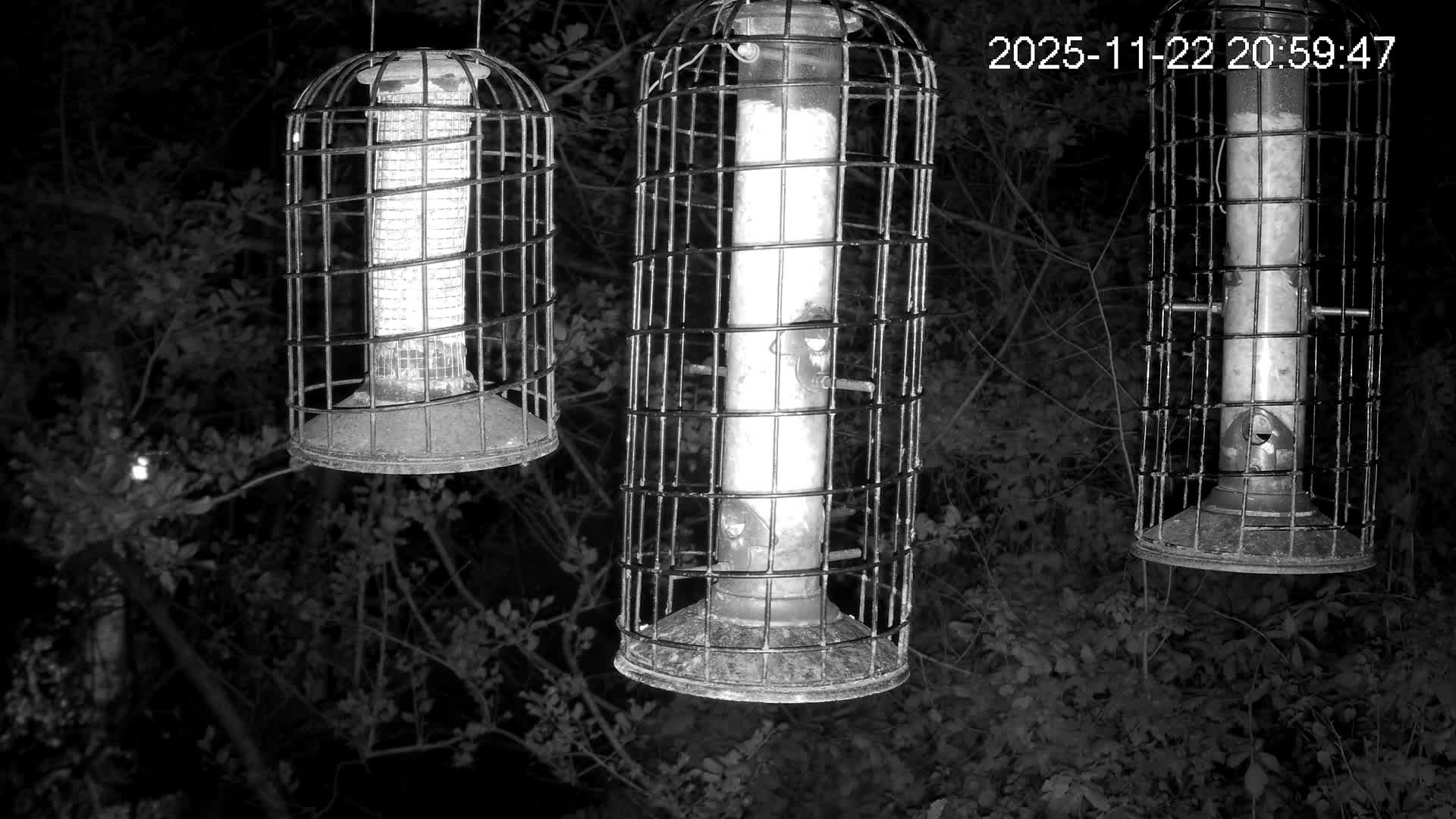 Cornwall, Bird Watching Bird Feeder Live Cam -  Helston, Cornwall, South West, England, United Kingdom