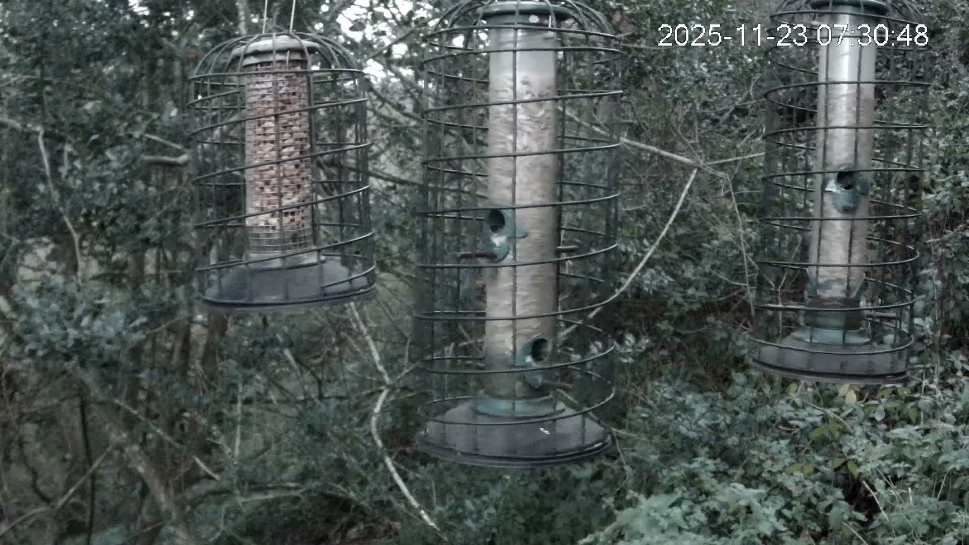 Cornwall, Bird Watching Bird Feeder Live Cam -  Helston, Cornwall, South West, England, United Kingdom