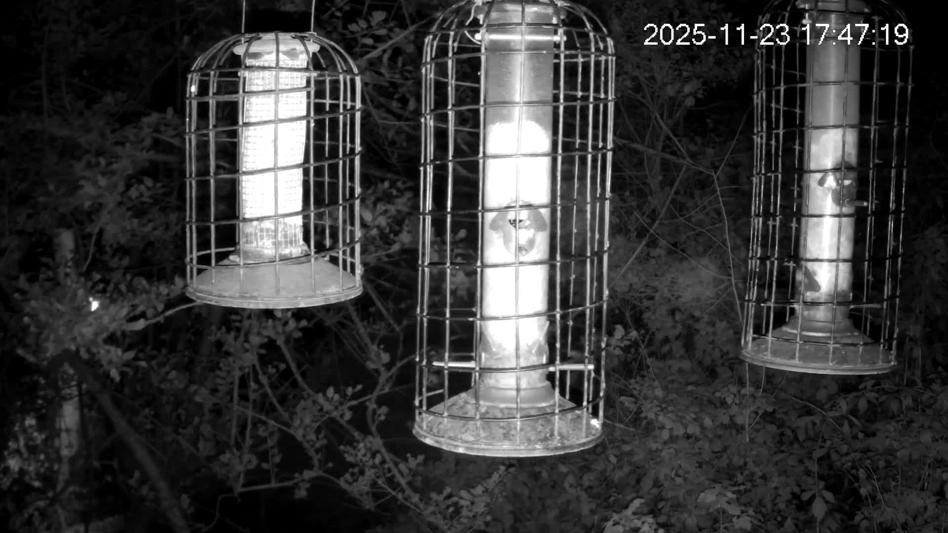 Cornwall, Bird Watching Bird Feeder Live Cam -  Helston, Cornwall, South West, England, United Kingdom