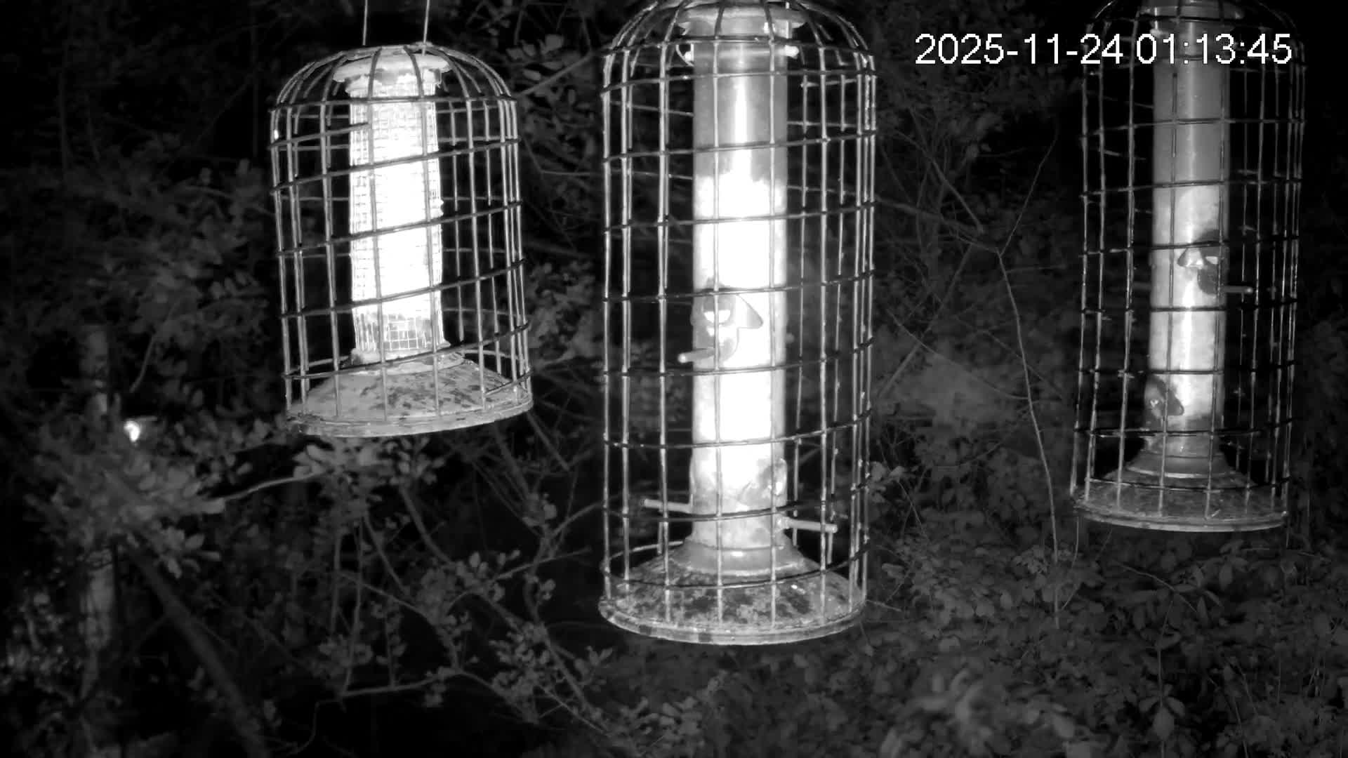Cornwall, Bird Watching Bird Feeder Live Cam -  Helston, Cornwall, South West, England, United Kingdom