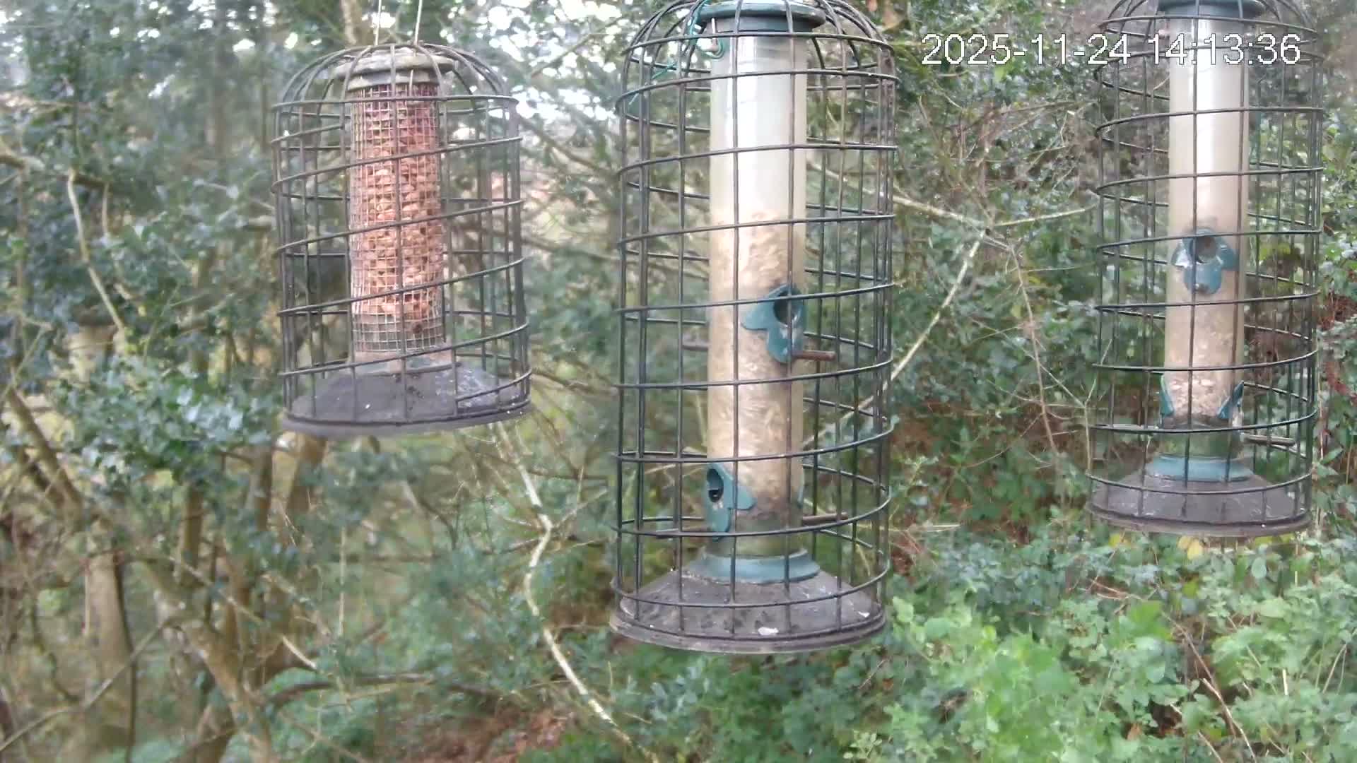 Cornwall, Bird Watching Bird Feeder Live Cam -  Helston, Cornwall, South West, England, United Kingdom