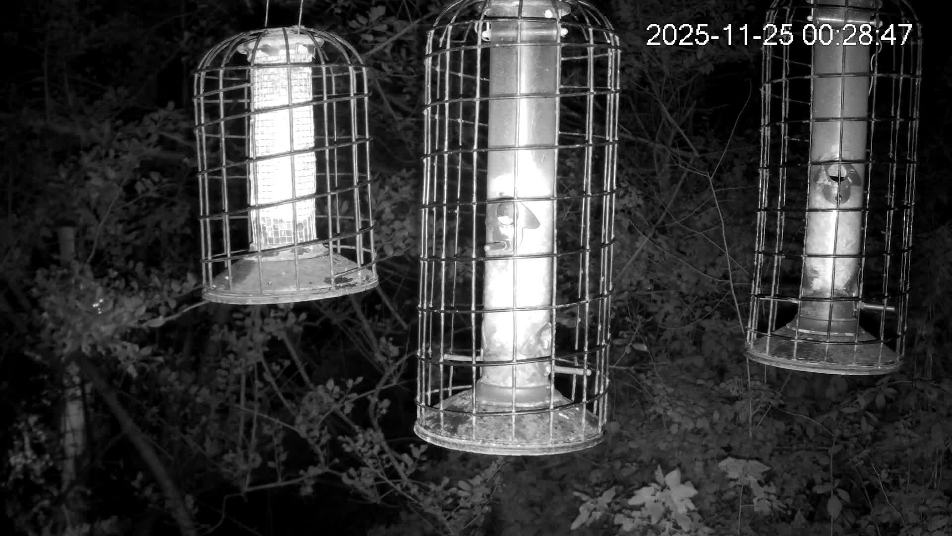Cornwall, Bird Watching Bird Feeder Live Cam -  Helston, Cornwall, South West, England, United Kingdom