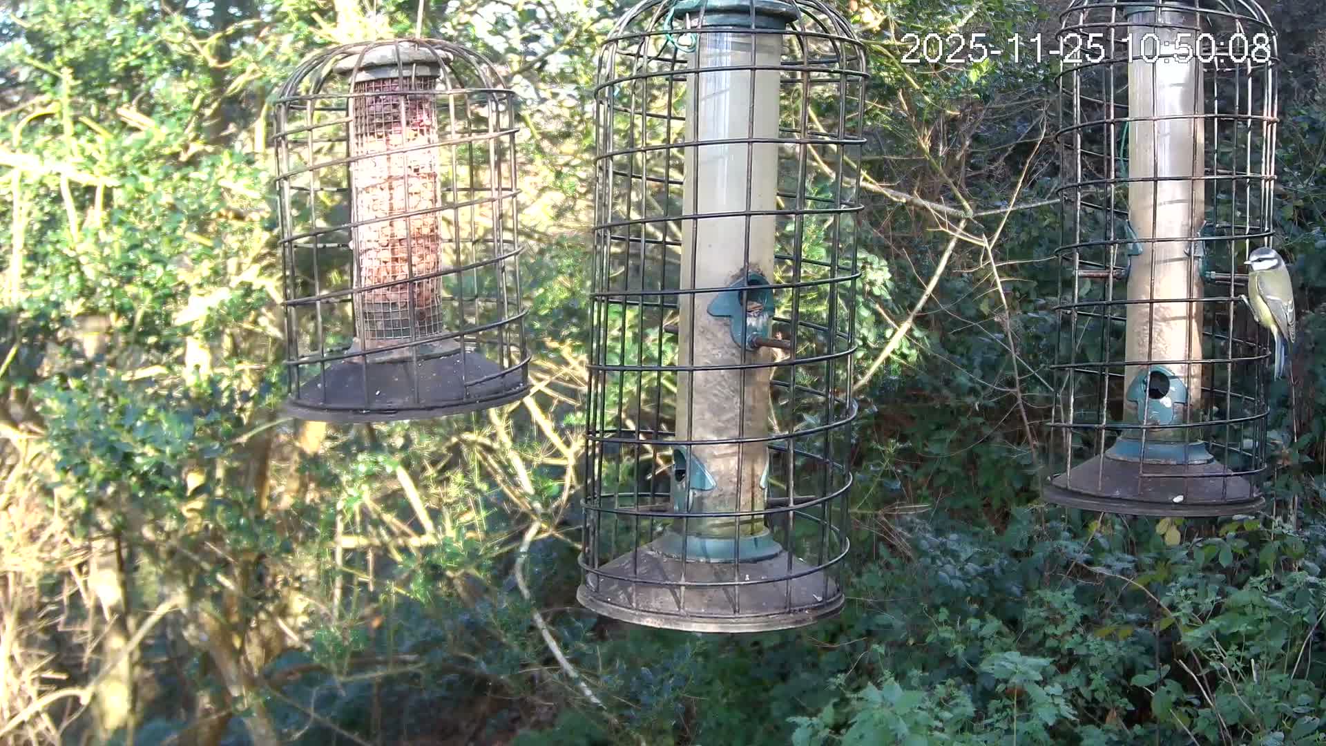 Cornwall, Bird Watching Bird Feeder Live Cam -  Helston, Cornwall, South West, England, United Kingdom