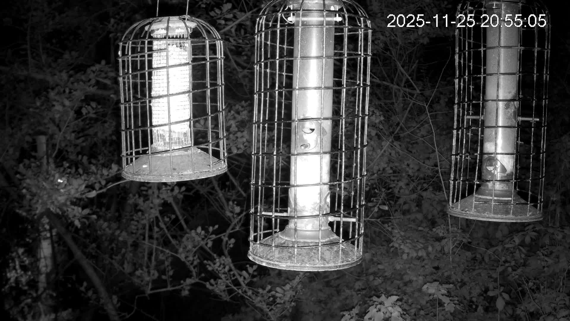 Cornwall, Bird Watching Bird Feeder Live Cam -  Helston, Cornwall, South West, England, United Kingdom