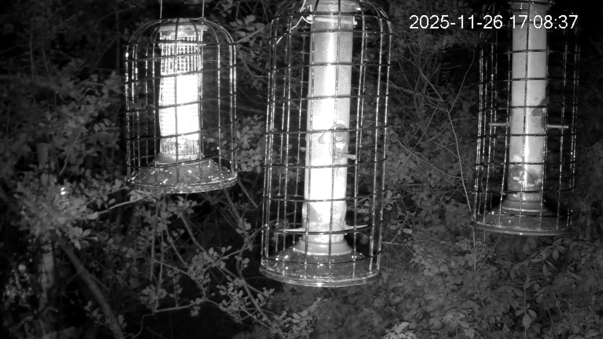 Cornwall, Bird Watching Bird Feeder Live Cam -  Helston, Cornwall, South West, England, United Kingdom