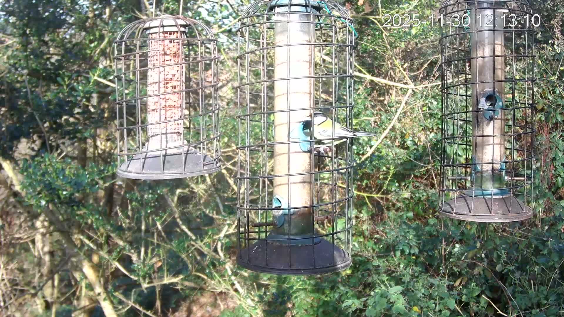 Cornwall, Bird Watching Bird Feeder Live Cam -  Helston, Cornwall, South West, England, United Kingdom