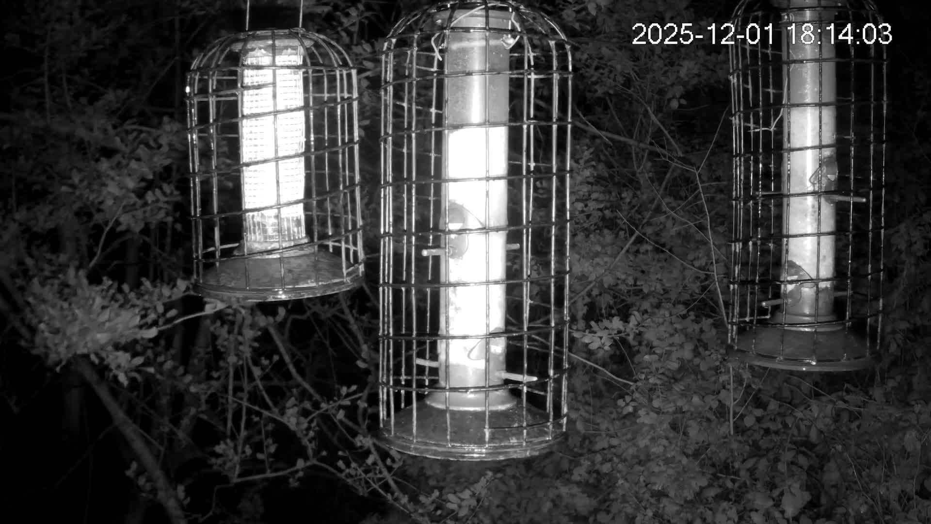 Cornwall, Bird Watching Bird Feeder Live Cam -  Helston, Cornwall, South West, England, United Kingdom