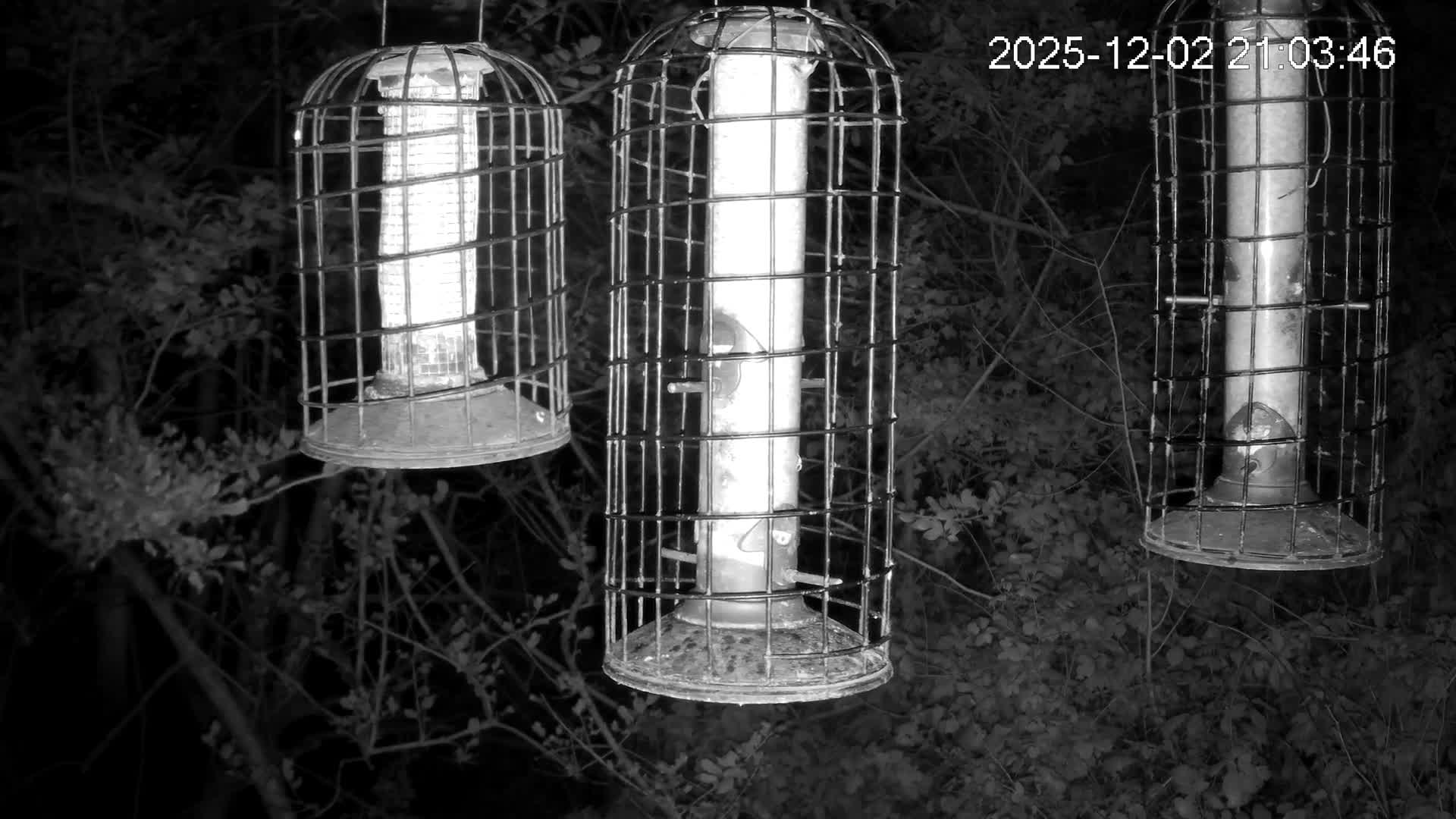 Cornwall, Bird Watching Bird Feeder Live Cam -  Helston, Cornwall, South West, England, United Kingdom