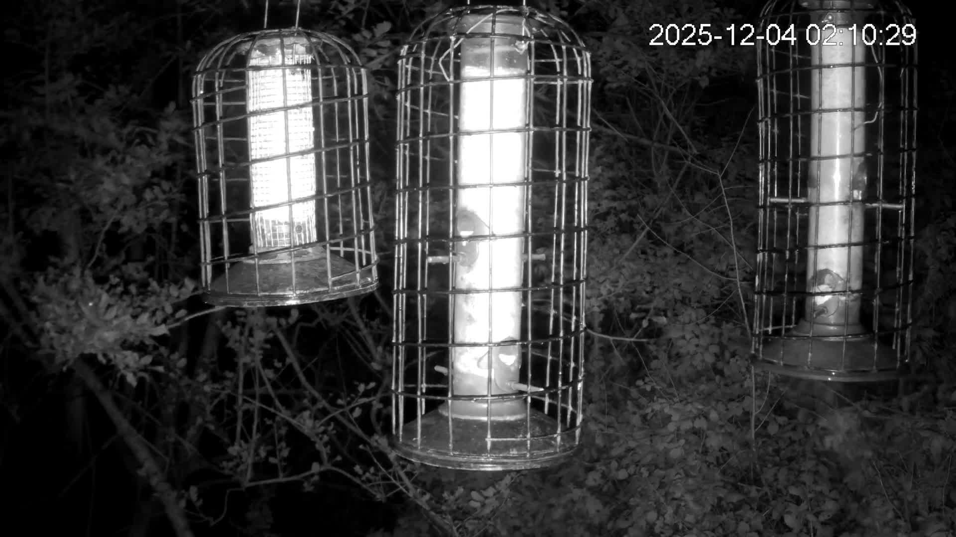 Cornwall, Bird Watching Bird Feeder Live Cam -  Helston, Cornwall, South West, England, United Kingdom