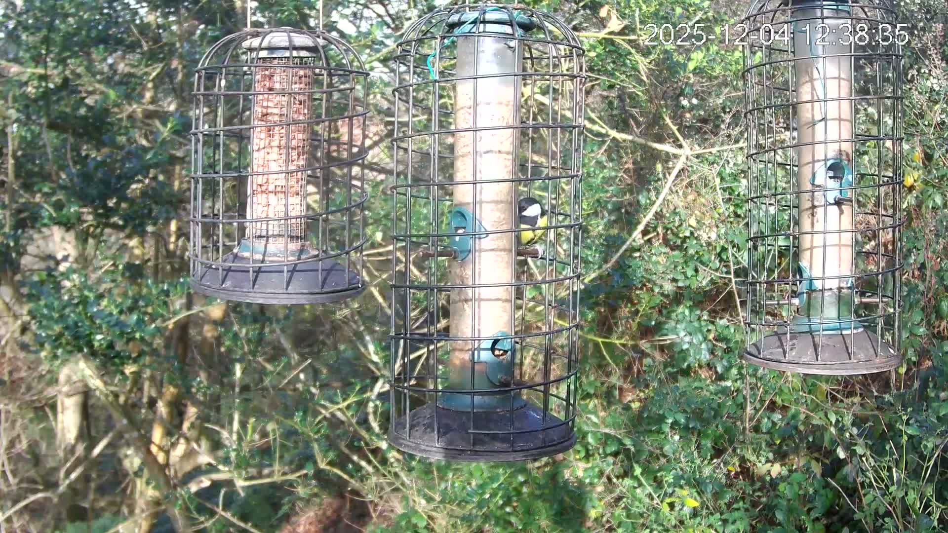 Cornwall, Bird Watching Bird Feeder Live Cam -  Helston, Cornwall, South West, England, United Kingdom