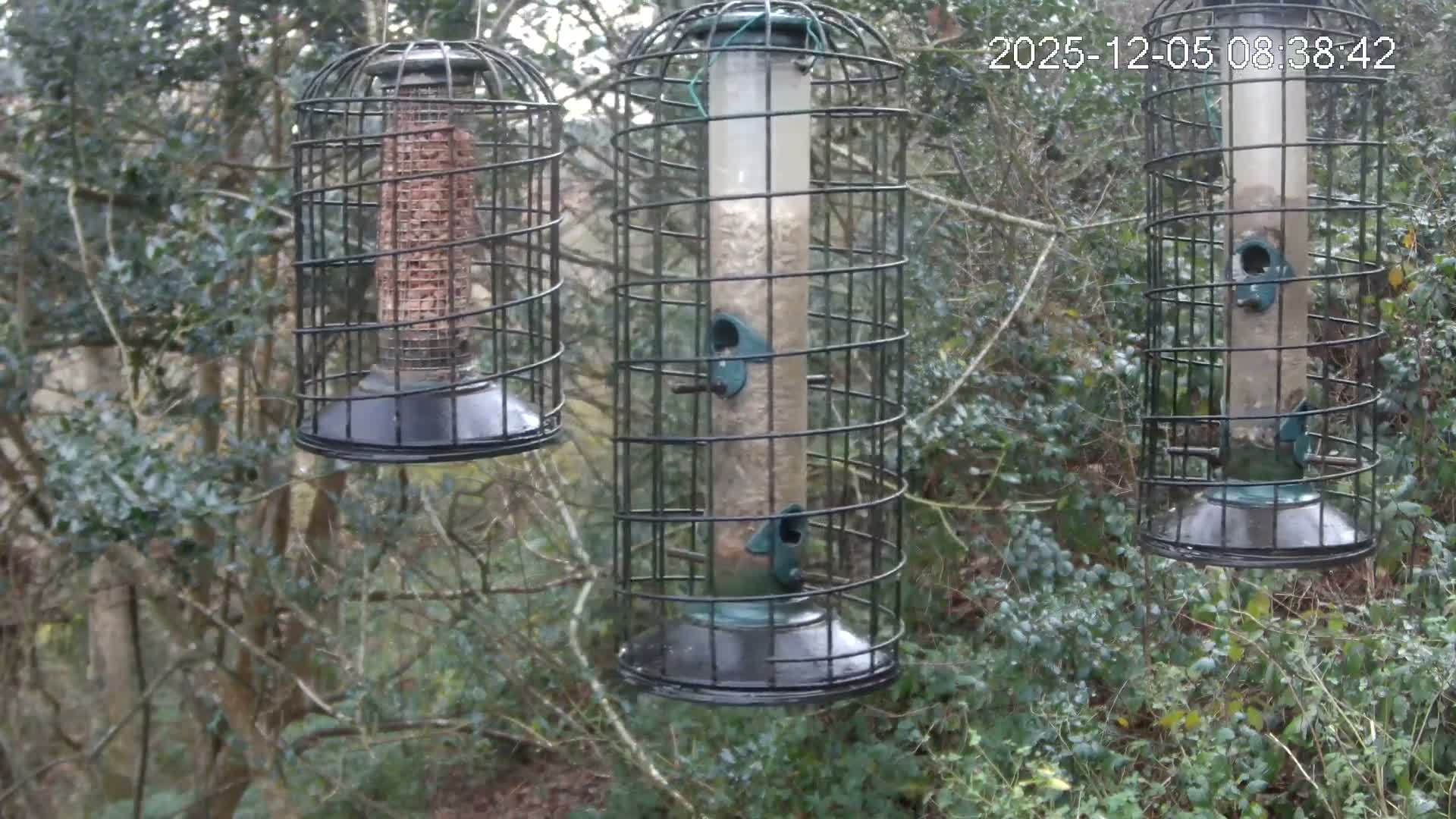 Three caged bird feeders, one filled with suet and two with seeds, hang amongst dense green foliage on a dull, overcast day.
