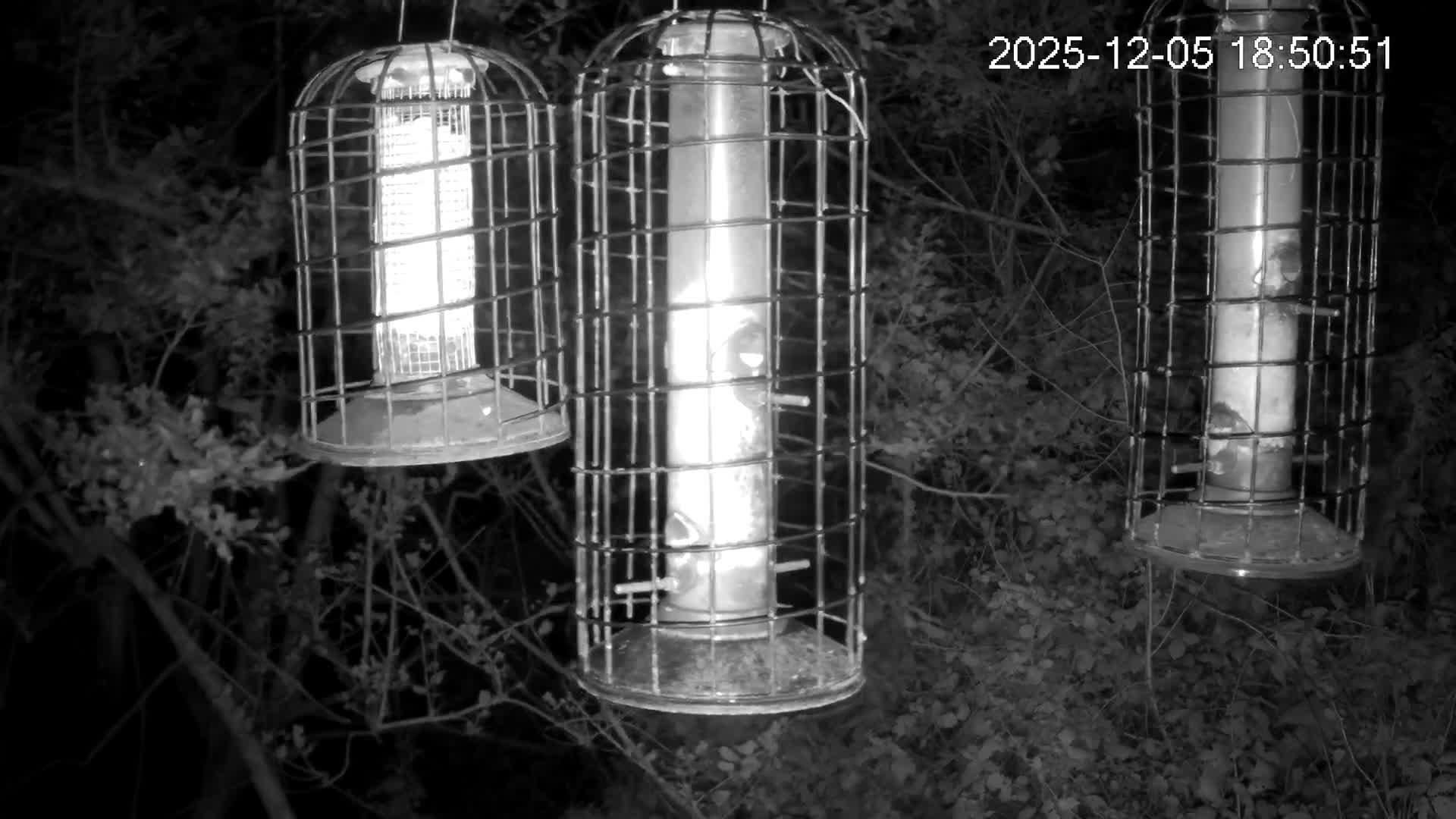 Cornwall, Bird Watching Bird Feeder Live Cam -  Helston, Cornwall, South West, England, United Kingdom