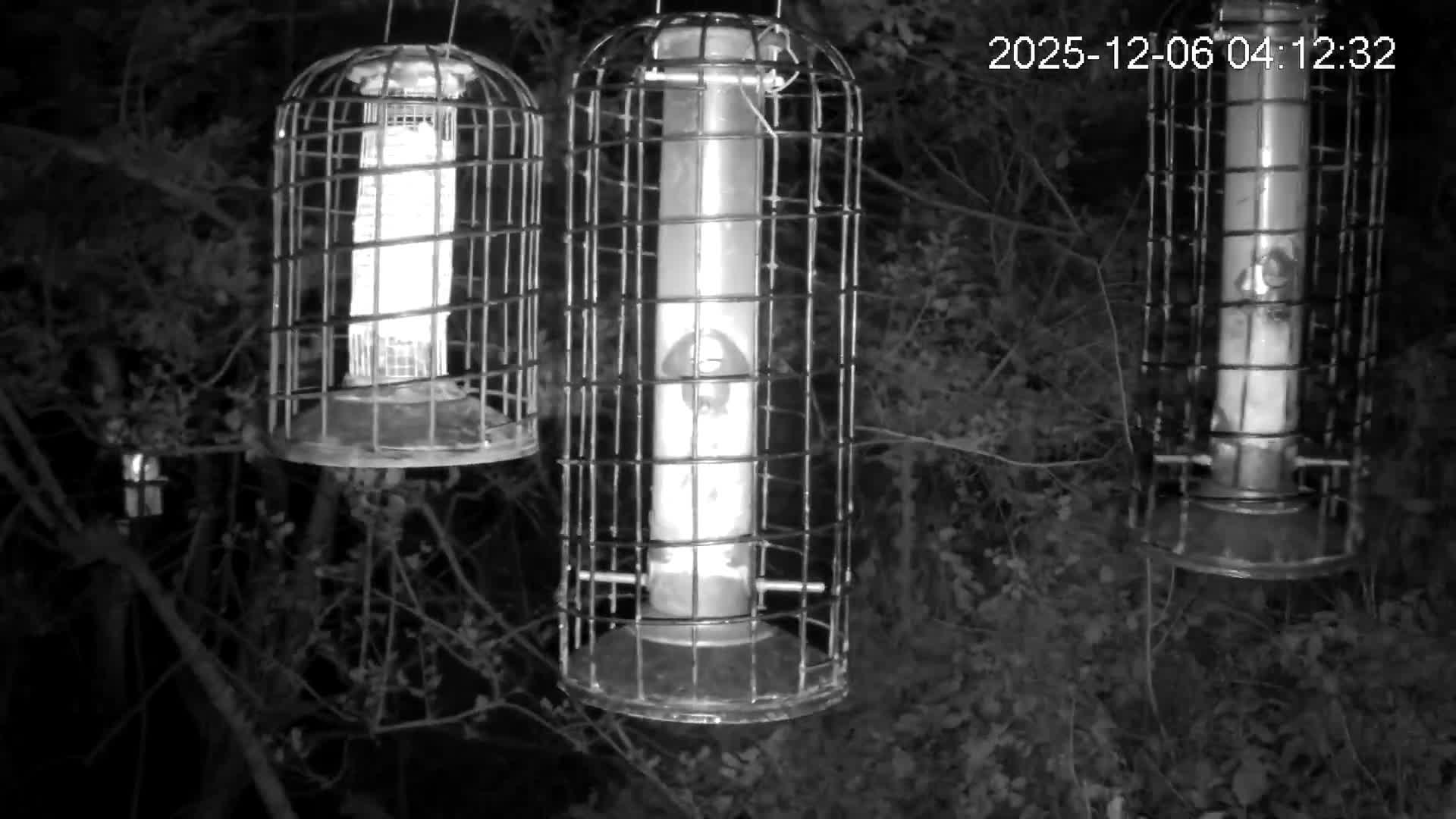 Cornwall, Bird Watching Bird Feeder Live Cam -  Helston, Cornwall, South West, England, United Kingdom