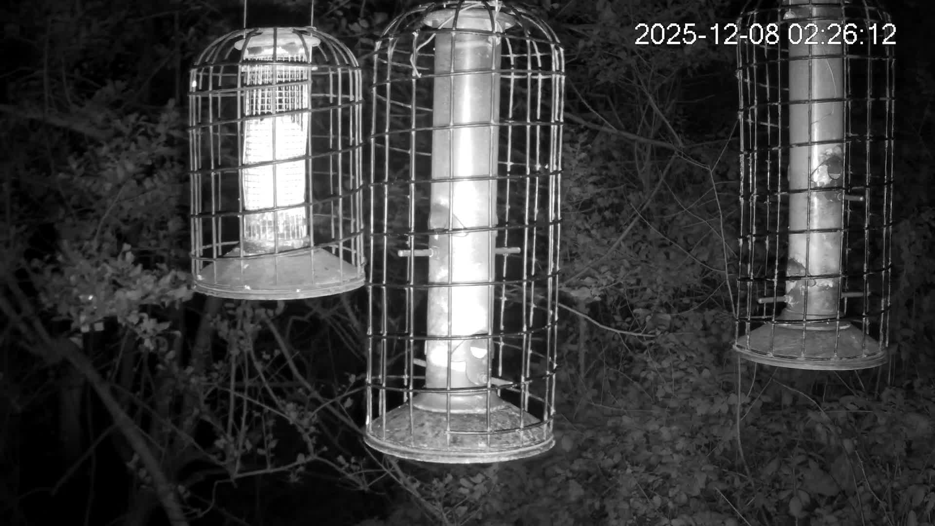 Cornwall, Bird Watching Bird Feeder Live Cam -  Helston, Cornwall, South West, England, United Kingdom