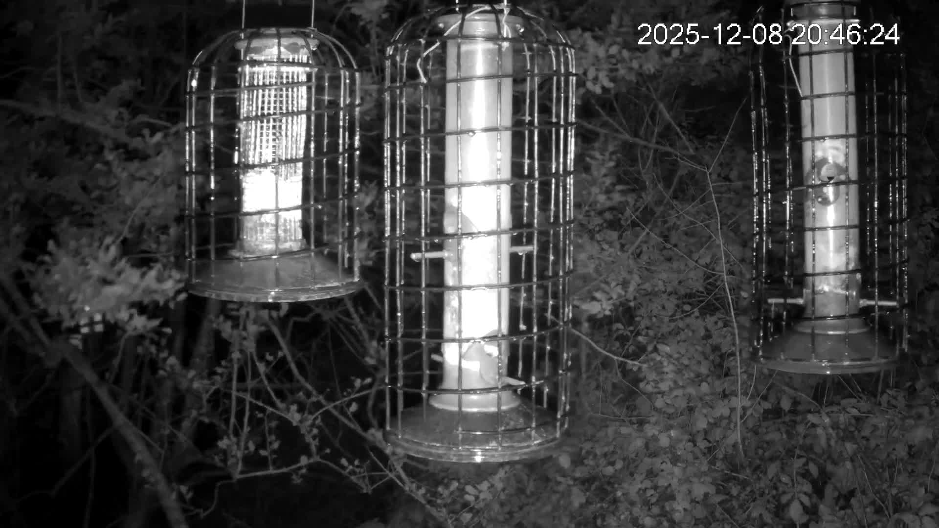 Cornwall, Bird Watching Bird Feeder Live Cam -  Helston, Cornwall, South West, England, United Kingdom