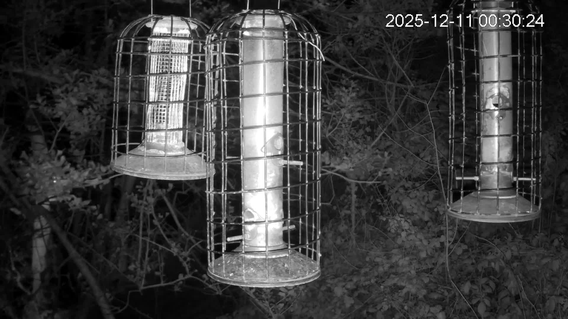 Cornwall, Bird Watching Bird Feeder Live Cam -  Helston, Cornwall, South West, England, United Kingdom