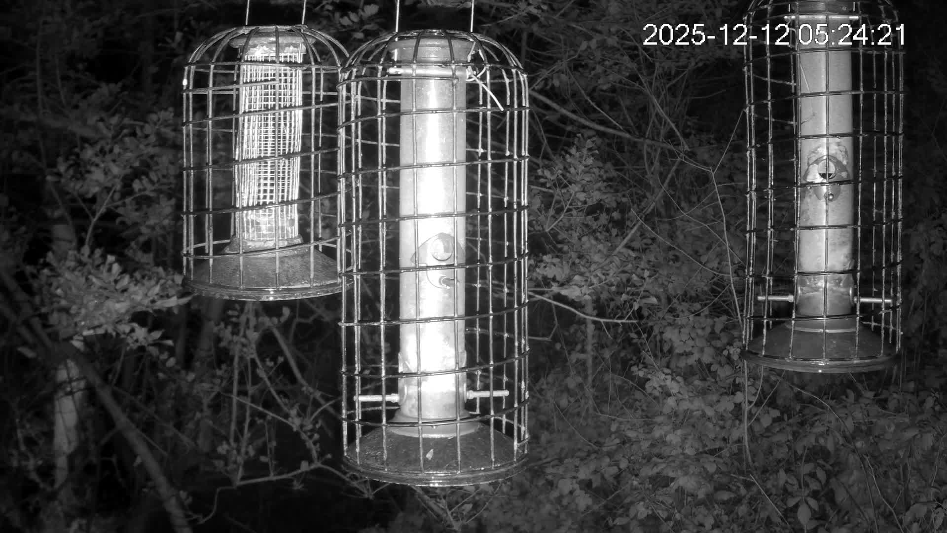 Cornwall, Bird Watching Bird Feeder Live Cam -  Helston, Cornwall, South West, England, United Kingdom