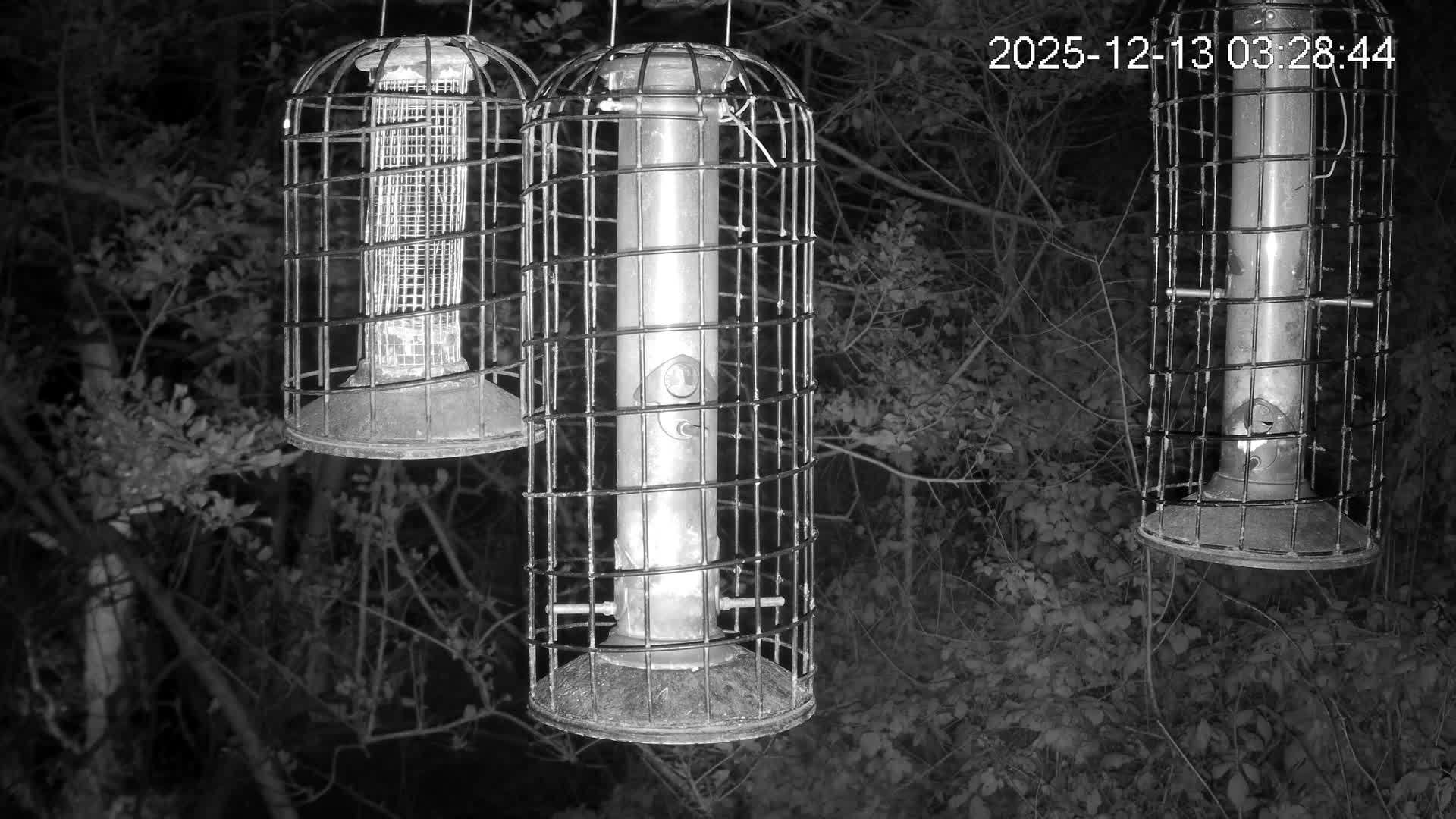 Cornwall, Bird Watching Bird Feeder Live Cam -  Helston, Cornwall, South West, England, United Kingdom