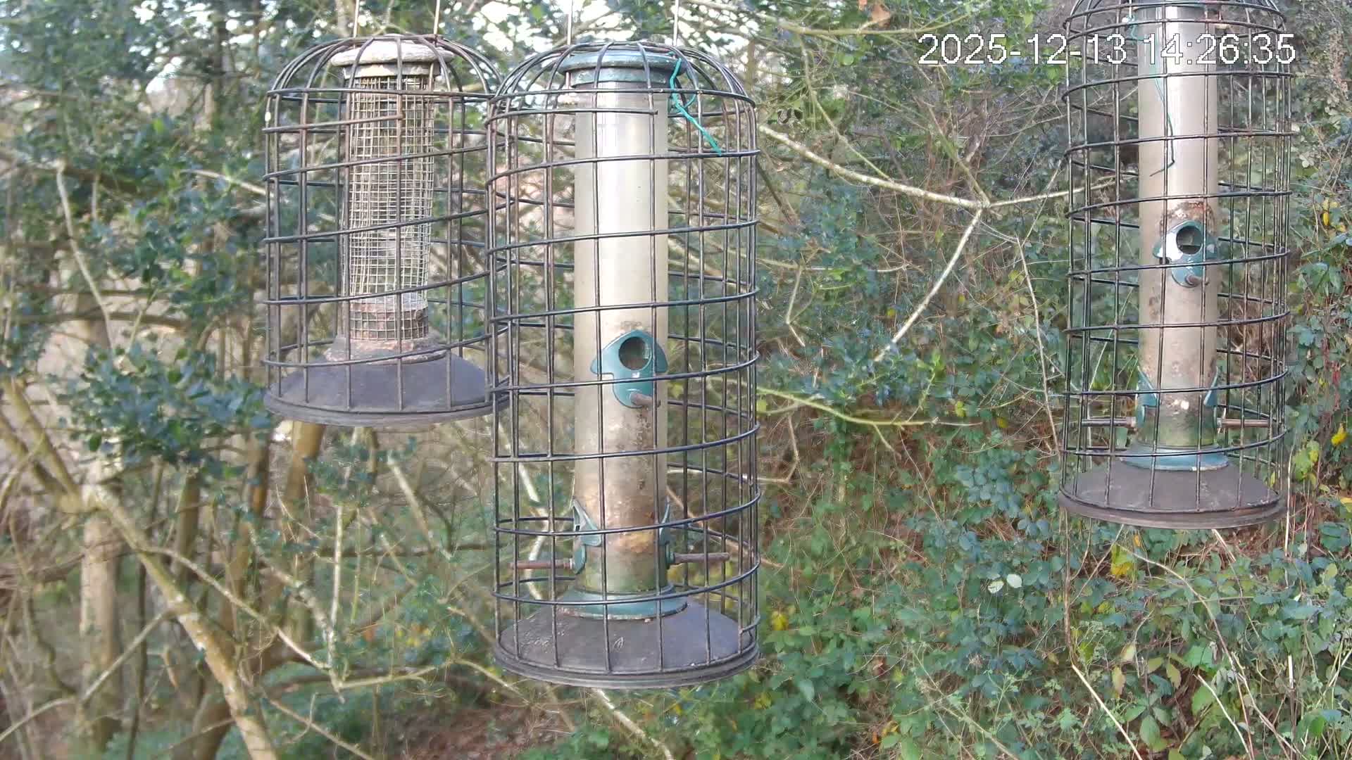 Cornwall, Bird Watching Bird Feeder Live Cam -  Helston, Cornwall, South West, England, United Kingdom