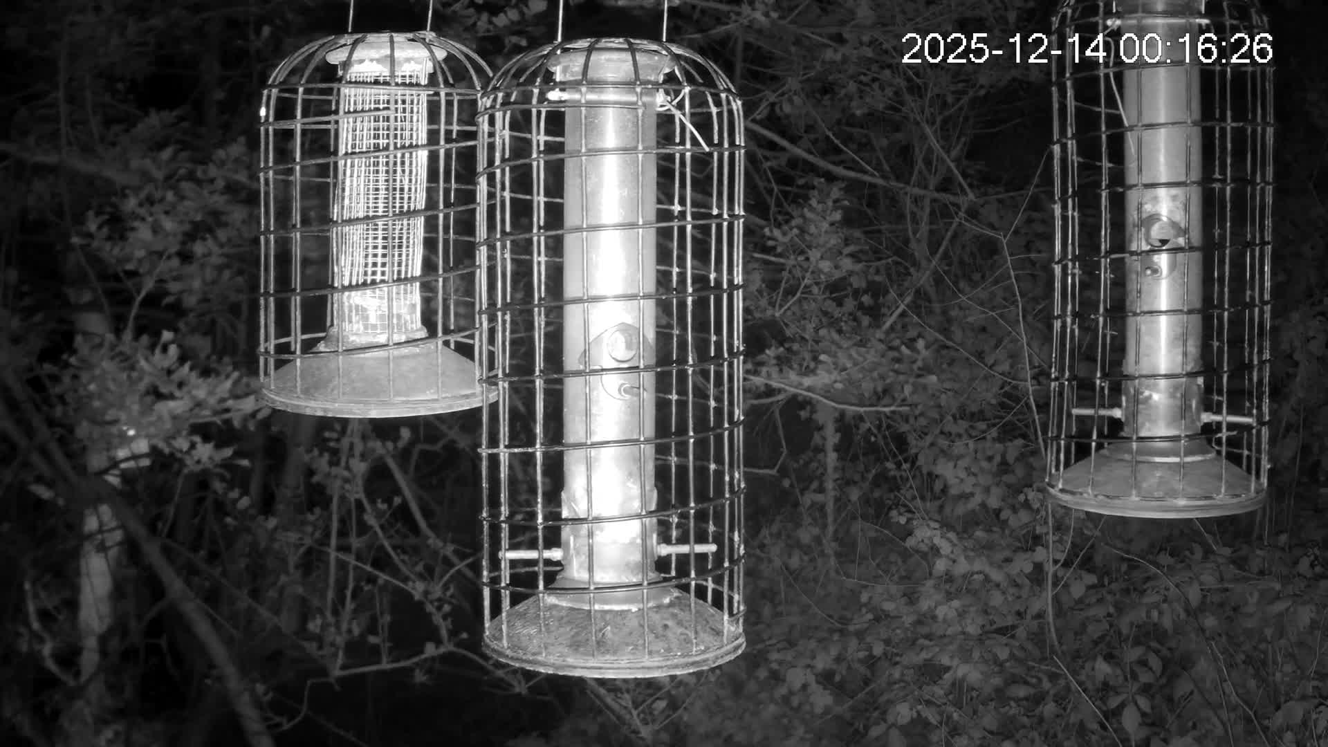 Cornwall, Bird Watching Bird Feeder Live Cam -  Helston, Cornwall, South West, England, United Kingdom