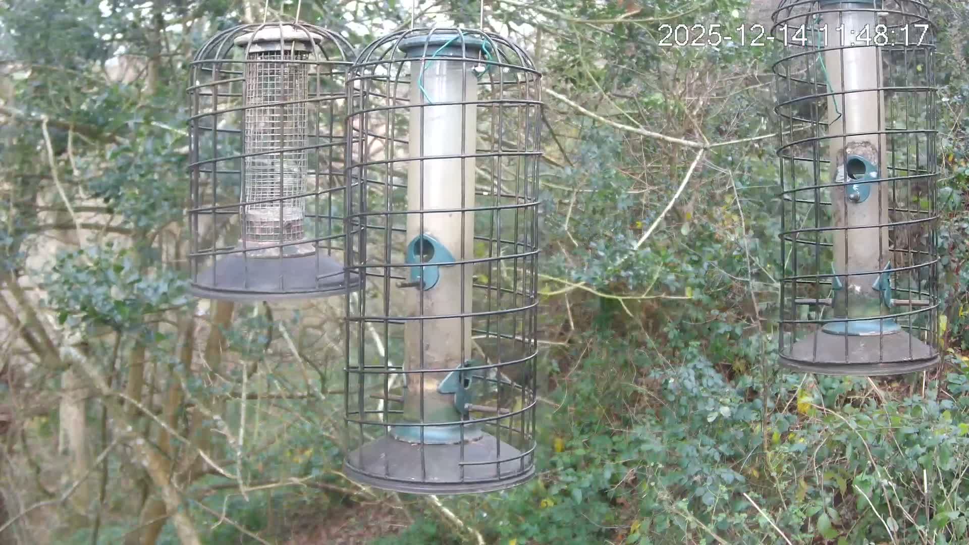 Cornwall, Bird Watching Bird Feeder Live Cam -  Helston, Cornwall, South West, England, United Kingdom