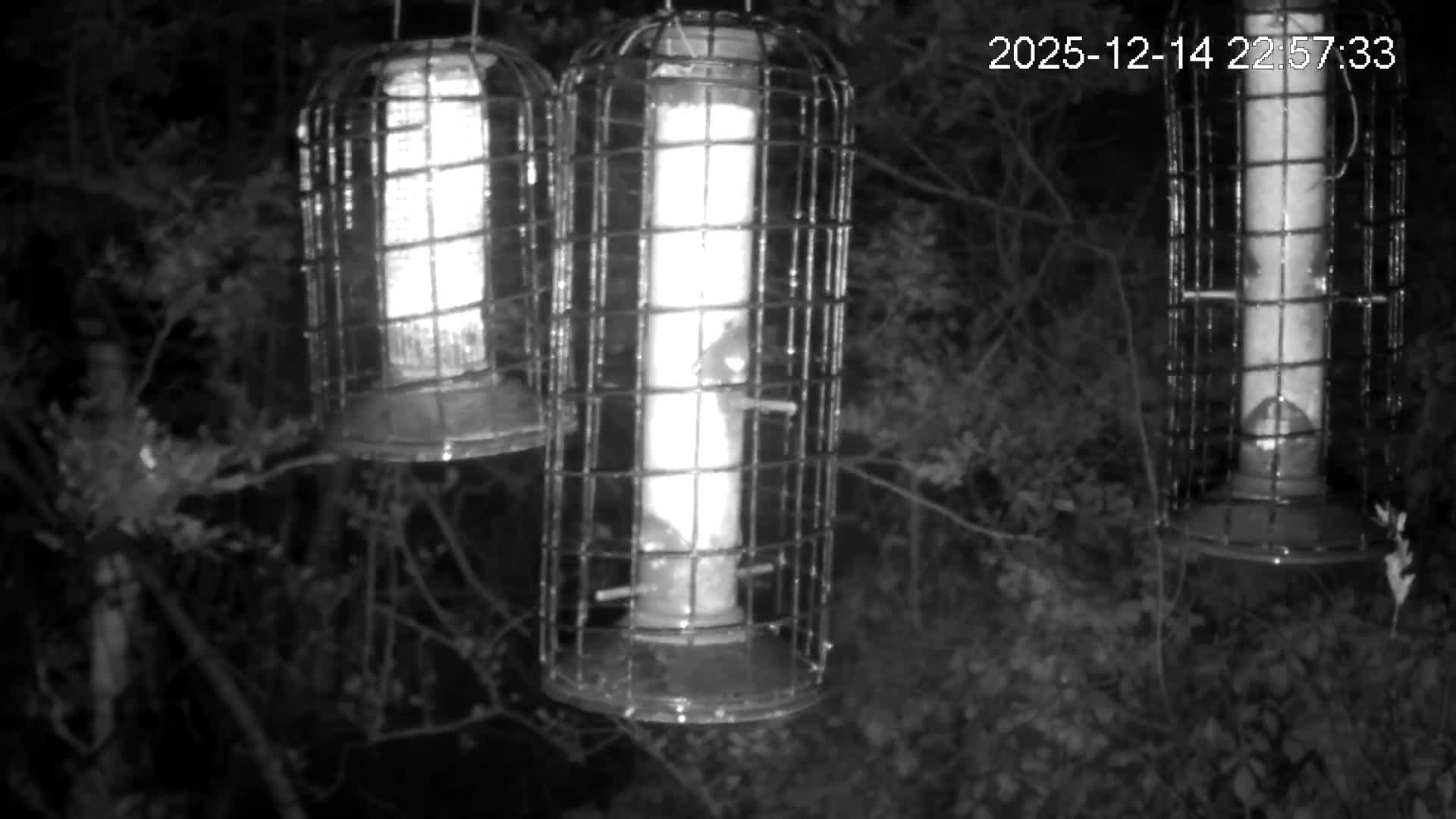 Three caged bird feeders, one filled with suet and two with seeds, hang amongst dense green foliage on a dull, overcast day.