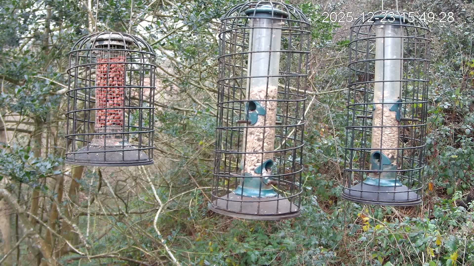Cornwall, Bird Watching Bird Feeder Live Cam -  Helston, Cornwall, South West, England, United Kingdom