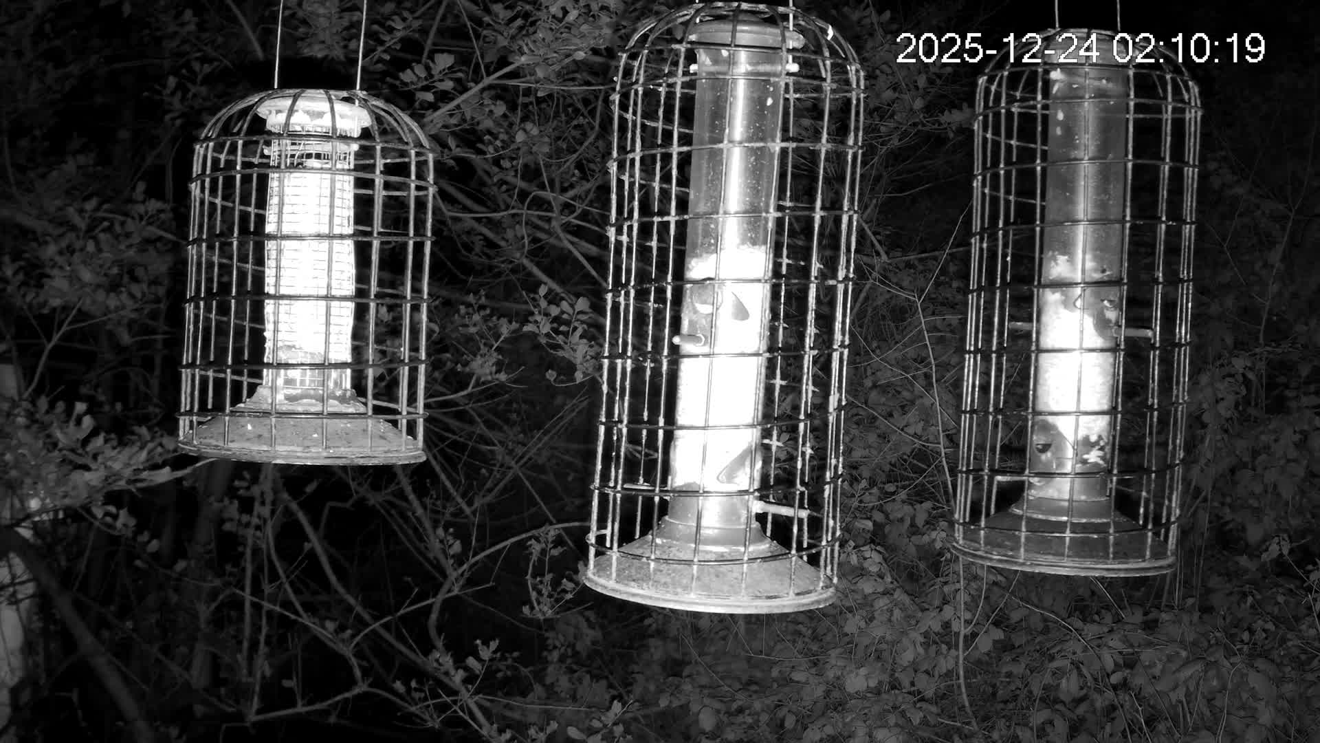 Cornwall, Bird Watching Bird Feeder Live Cam -  Helston, Cornwall, South West, England, United Kingdom