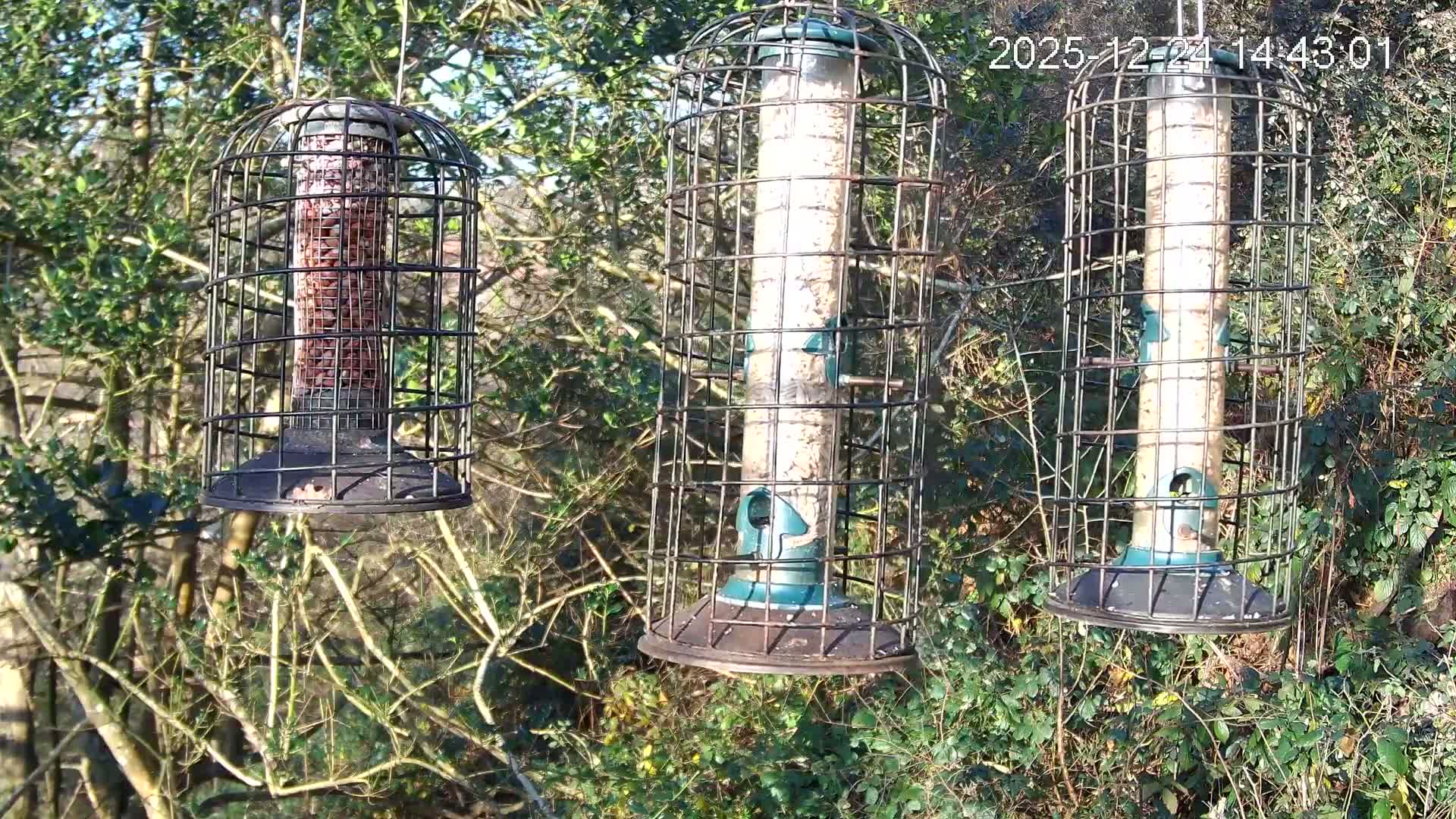 Cornwall, Bird Watching Bird Feeder Live Cam -  Helston, Cornwall, South West, England, United Kingdom