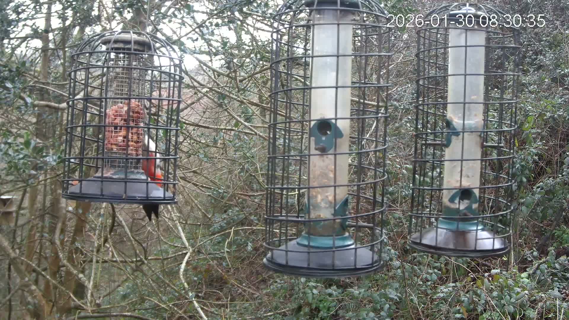Cornwall, Bird Watching Bird Feeder Live Cam -  Helston, Cornwall, South West, England, United Kingdom