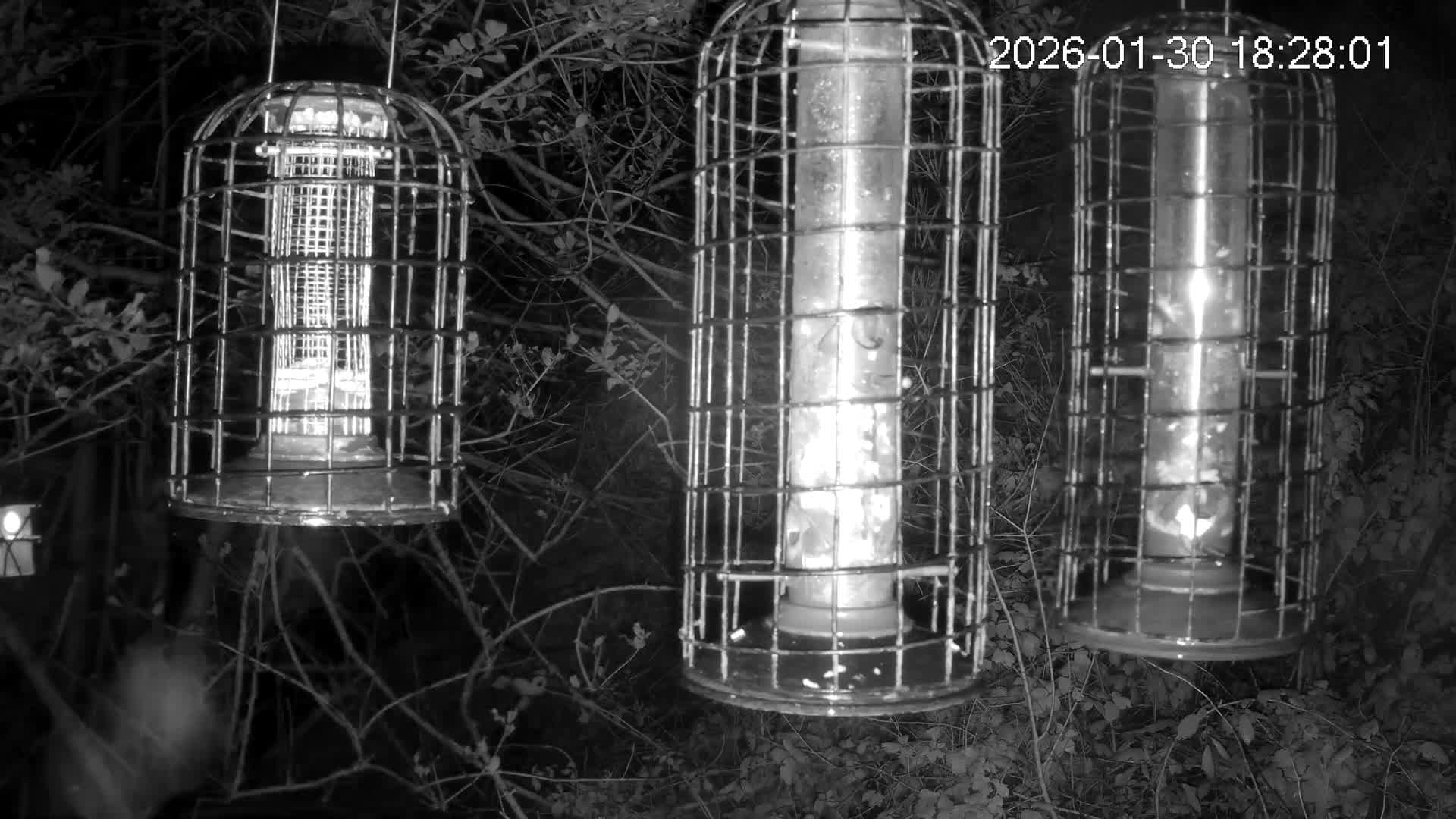 Cornwall, Bird Watching Bird Feeder Live Cam -  Helston, Cornwall, South West, England, United Kingdom