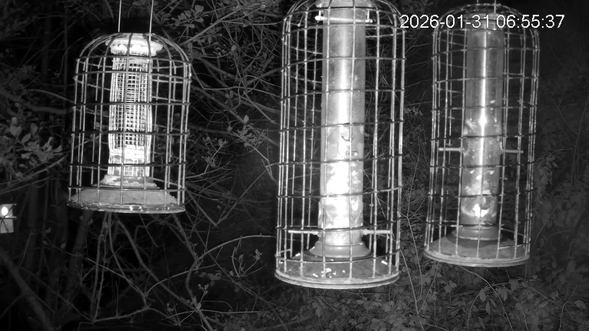 Cornwall, Bird Watching Bird Feeder Live Cam -  Helston, Cornwall, South West, England, United Kingdom