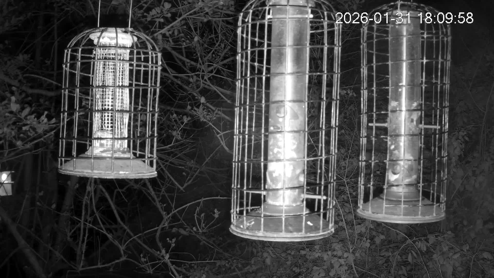 Cornwall, Bird Watching Bird Feeder Live Cam -  Helston, Cornwall, South West, England, United Kingdom