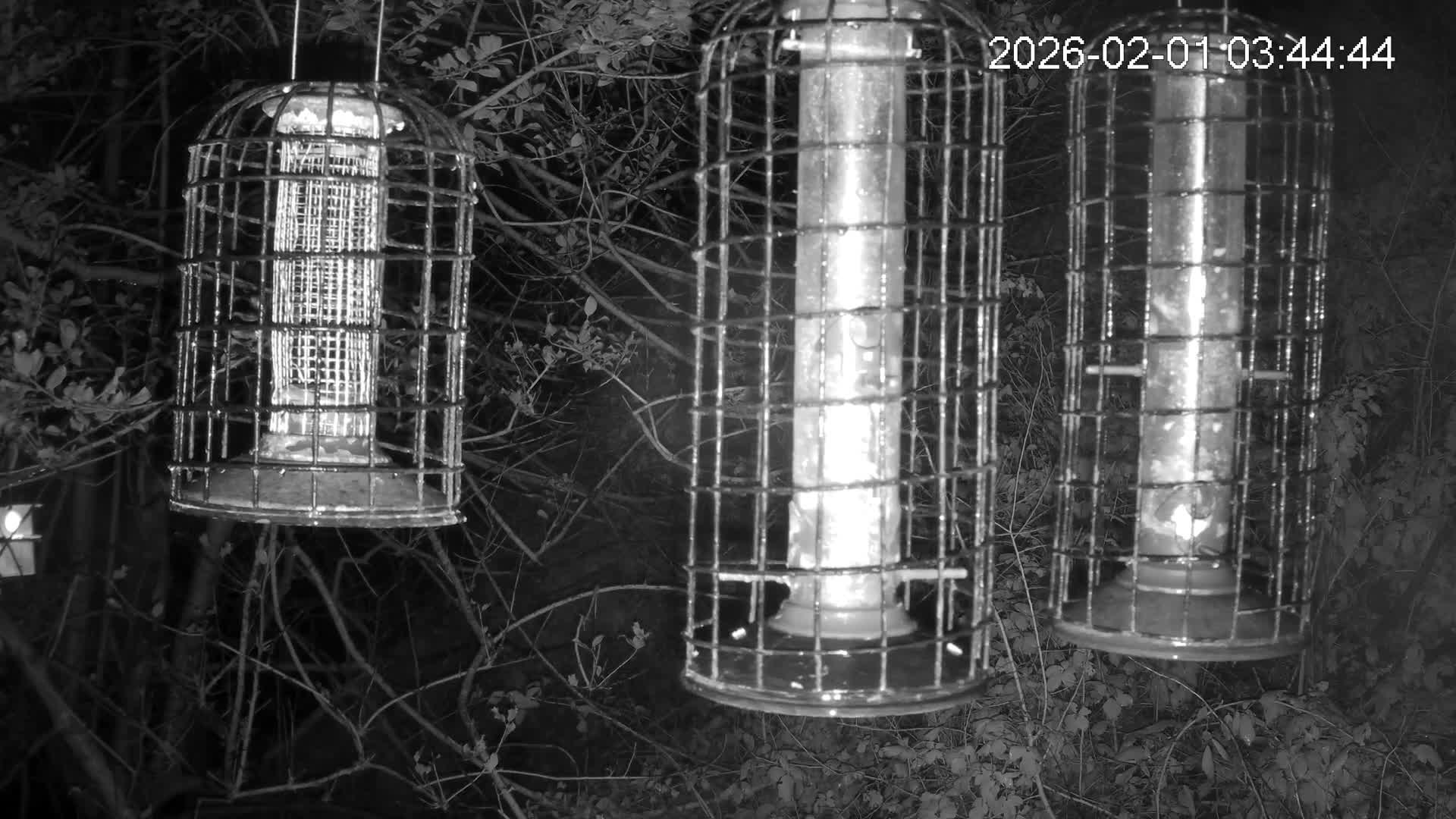 Cornwall, Bird Watching Bird Feeder Live Cam -  Helston, Cornwall, South West, England, United Kingdom