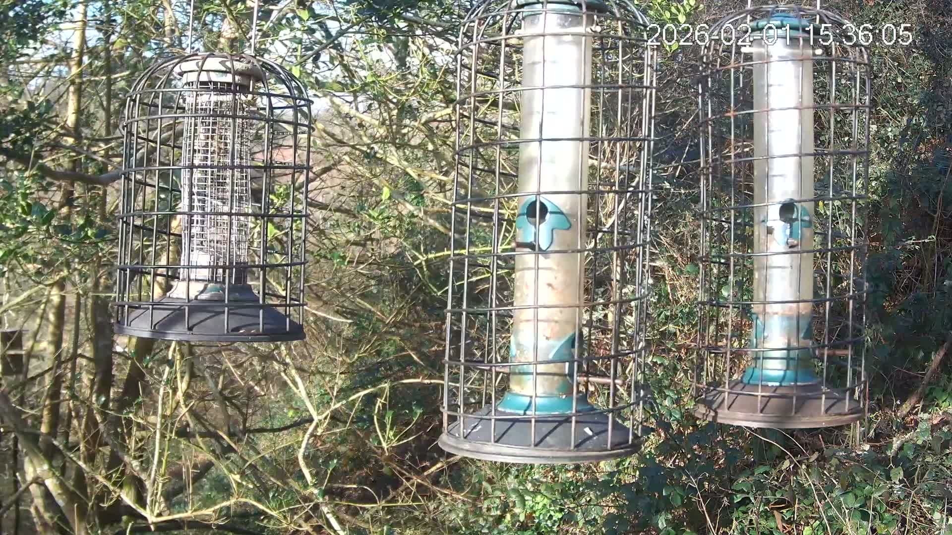 Cornwall, Bird Watching Bird Feeder Live Cam -  Helston, Cornwall, South West, England, United Kingdom