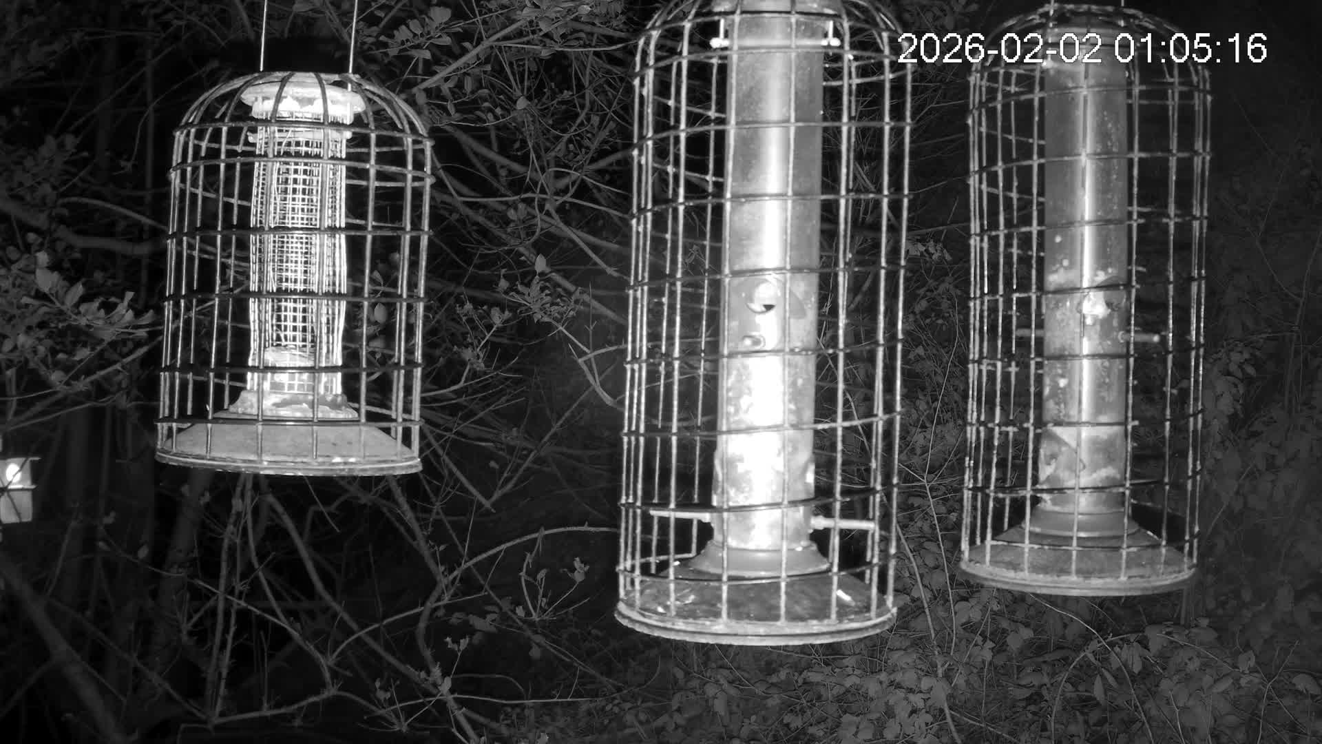 Cornwall, Bird Watching Bird Feeder Live Cam -  Helston, Cornwall, South West, England, United Kingdom