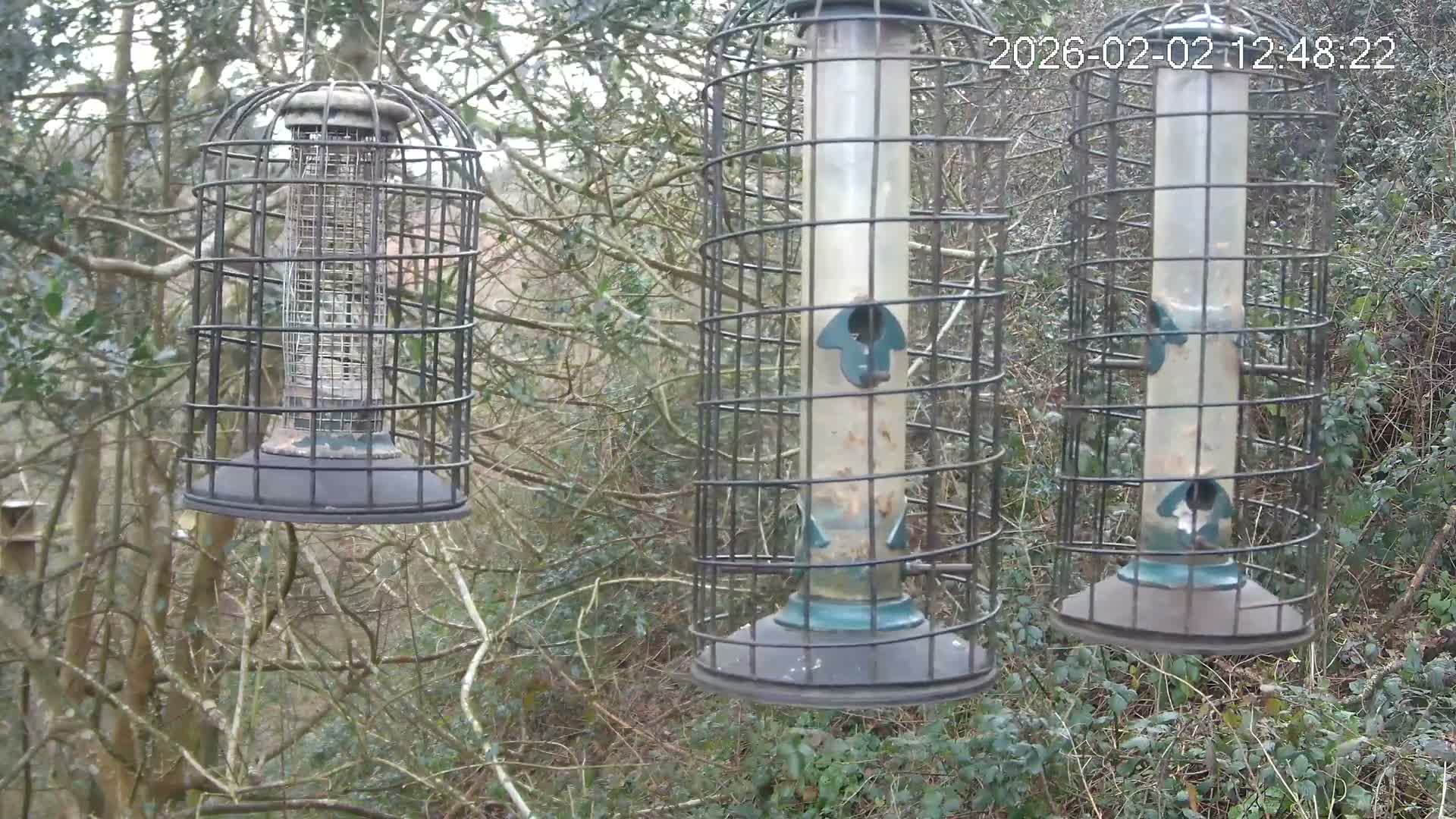 Cornwall, Bird Watching Bird Feeder Live Cam -  Helston, Cornwall, South West, England, United Kingdom
