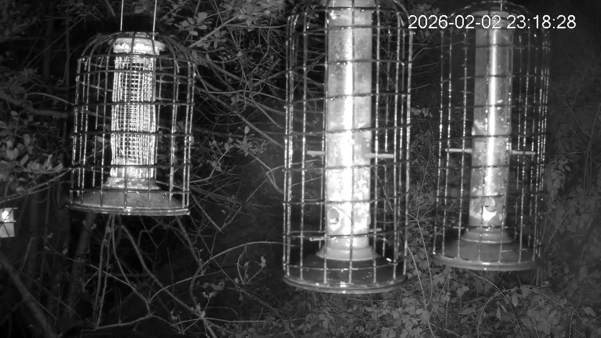 Cornwall, Bird Watching Bird Feeder Live Cam -  Helston, Cornwall, South West, England, United Kingdom