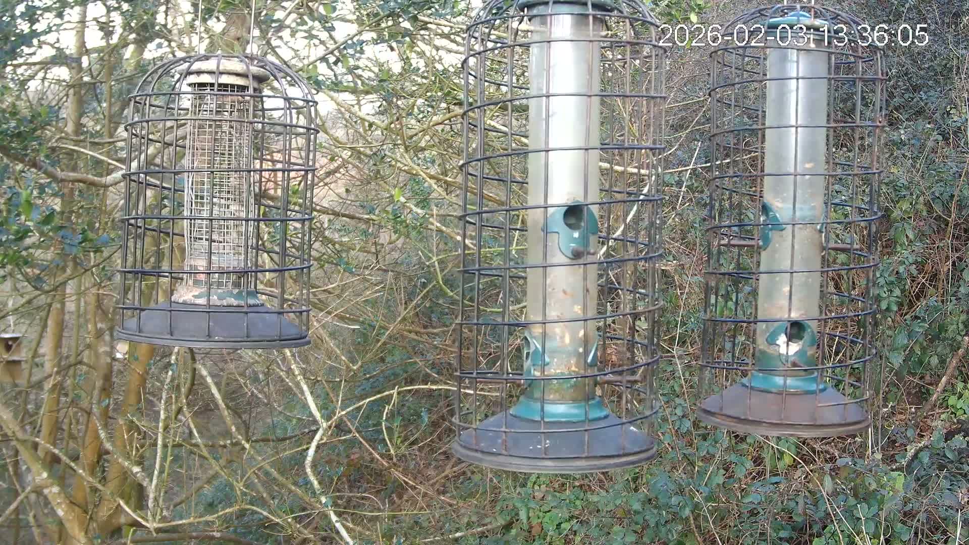 Cornwall, Bird Watching Bird Feeder Live Cam -  Helston, Cornwall, South West, England, United Kingdom