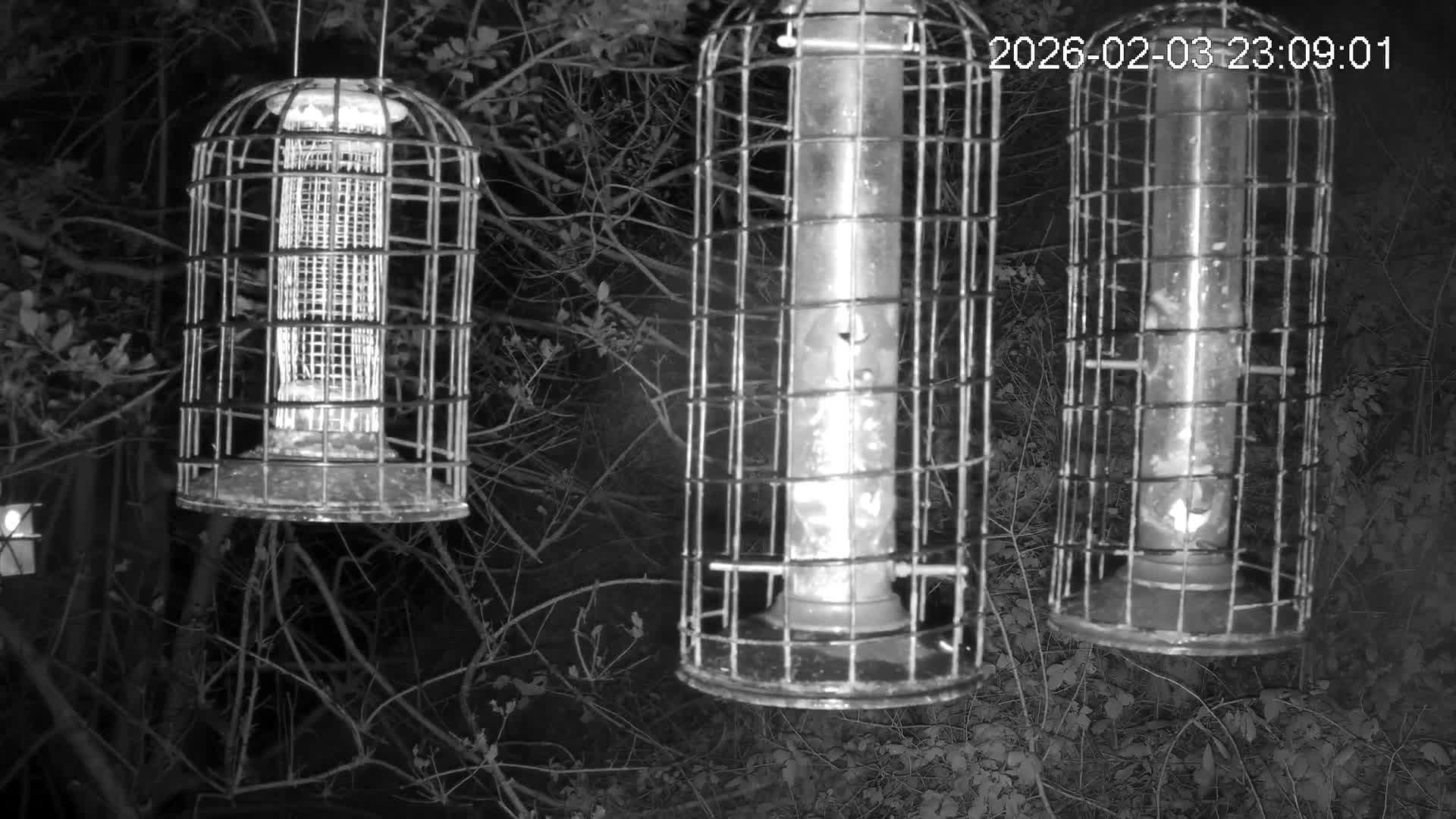 Cornwall, Bird Watching Bird Feeder Live Cam -  Helston, Cornwall, South West, England, United Kingdom