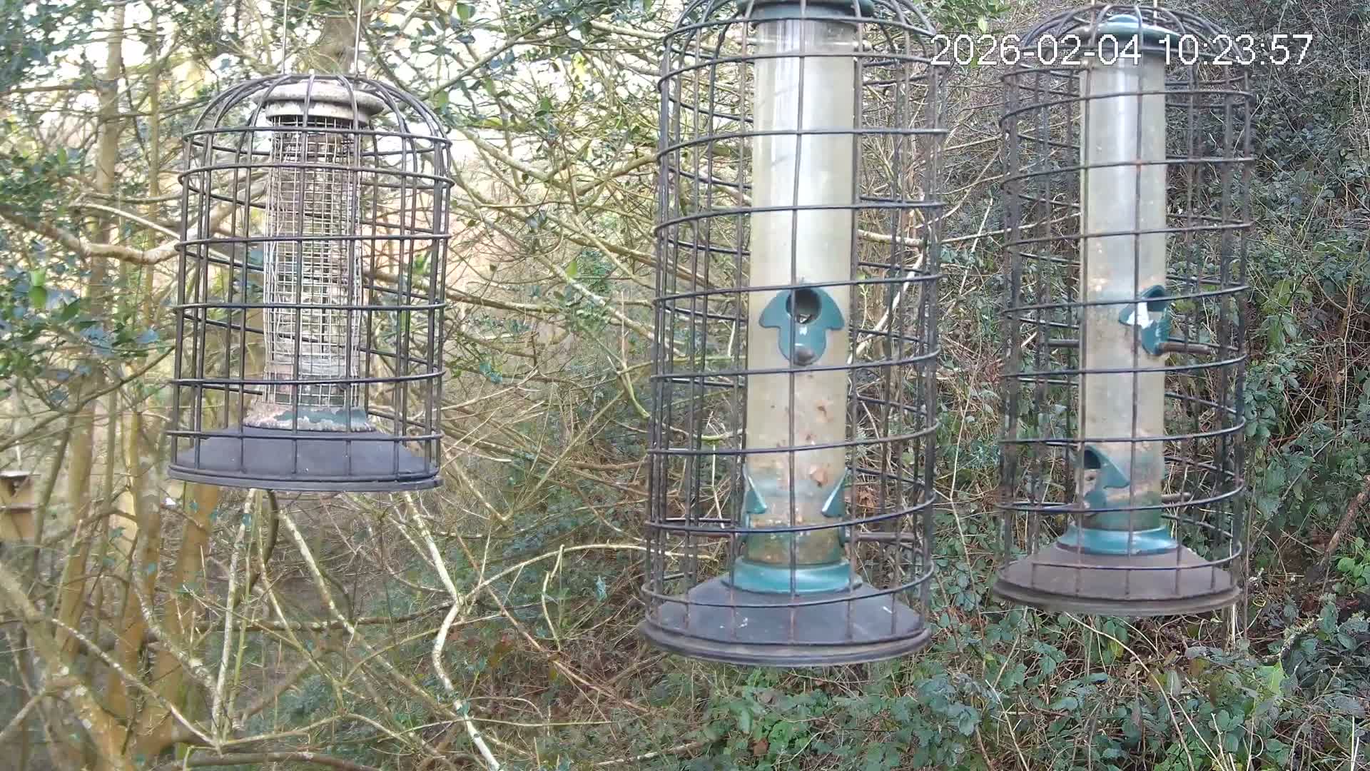 Cornwall, Bird Watching Bird Feeder Live Cam -  Helston, Cornwall, South West, England, United Kingdom