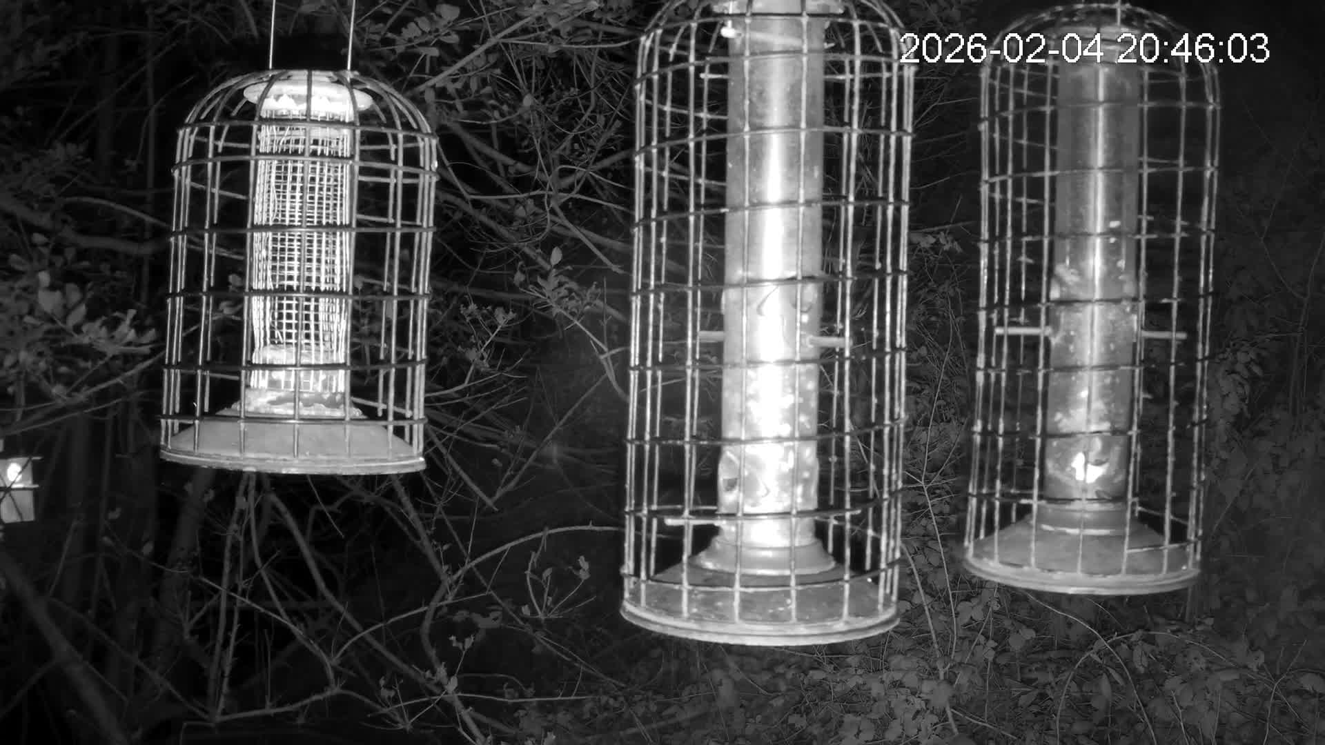 Cornwall, Bird Watching Bird Feeder Live Cam -  Helston, Cornwall, South West, England, United Kingdom